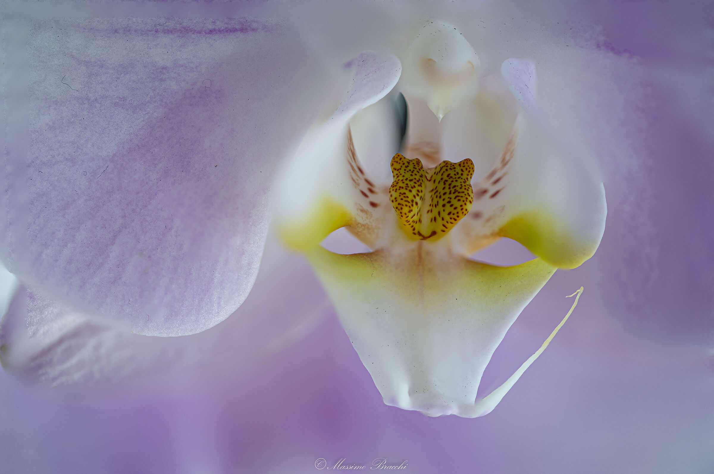 orchidea phalaenopsis rosa - Focus Shift Photography...
