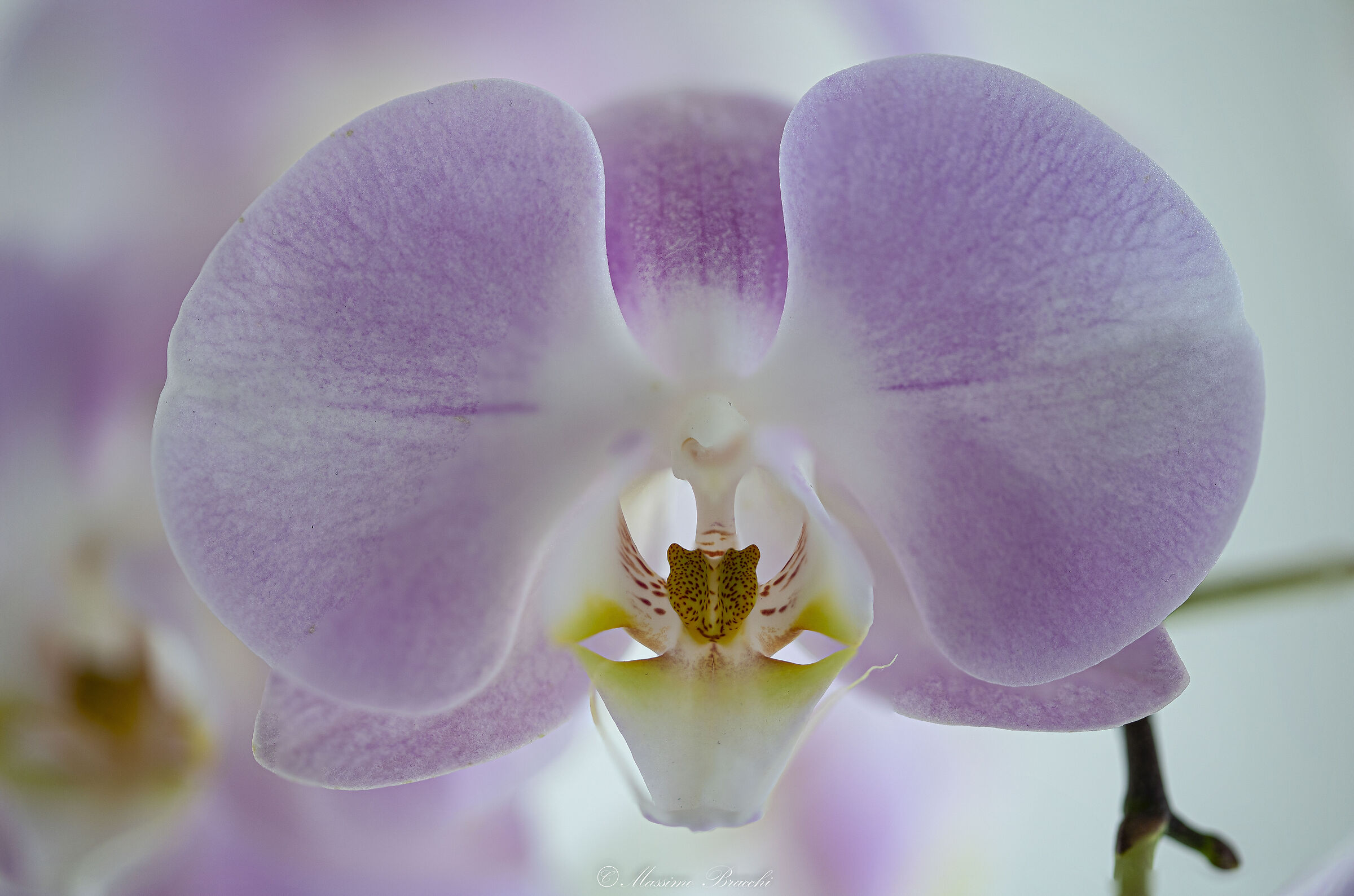 Orchidea phalaenopsis...