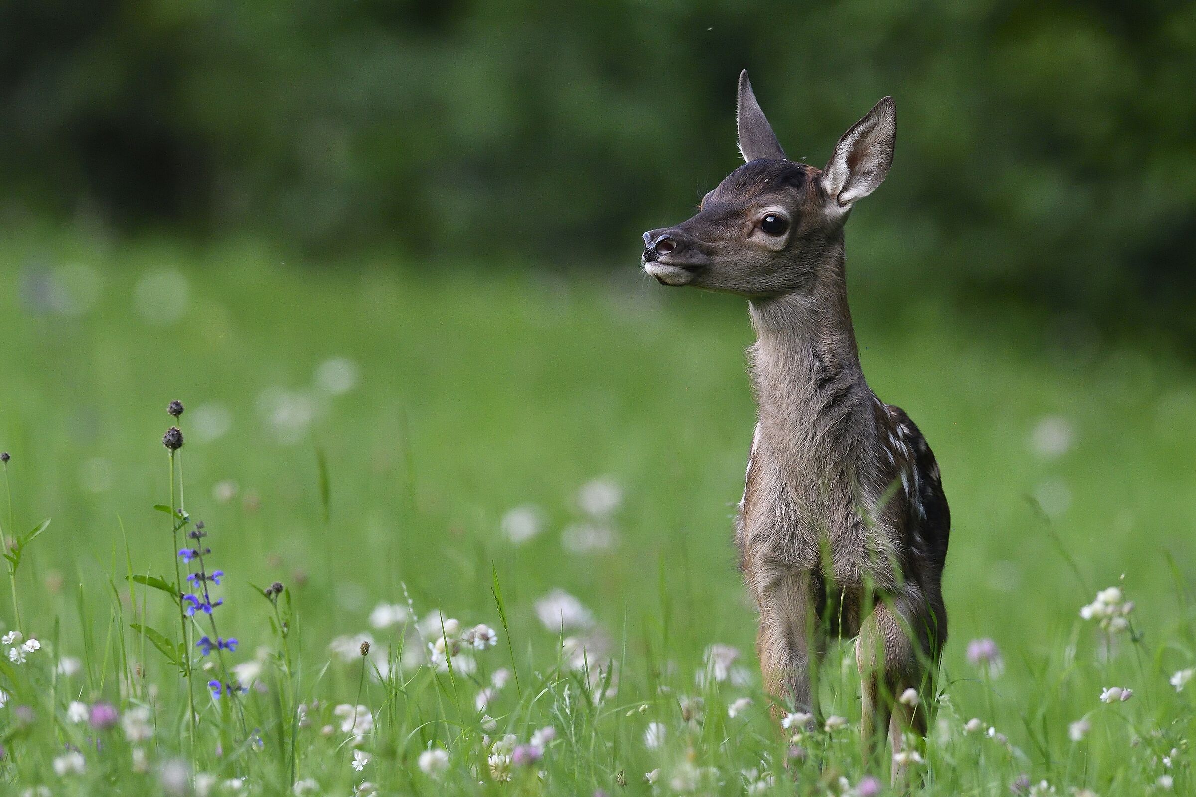 The young deer ...