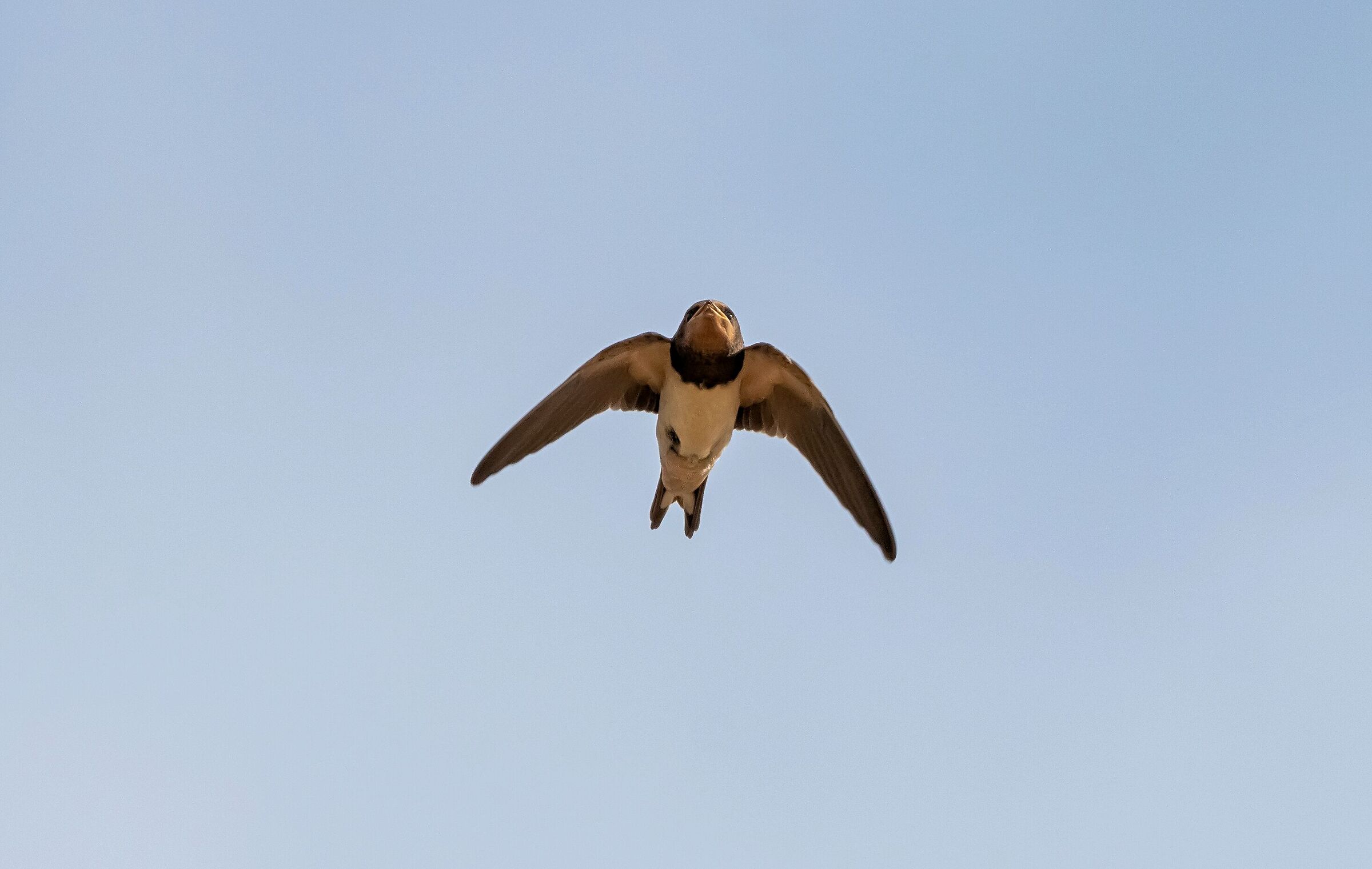 Common swallow in flight 1/07/2021...