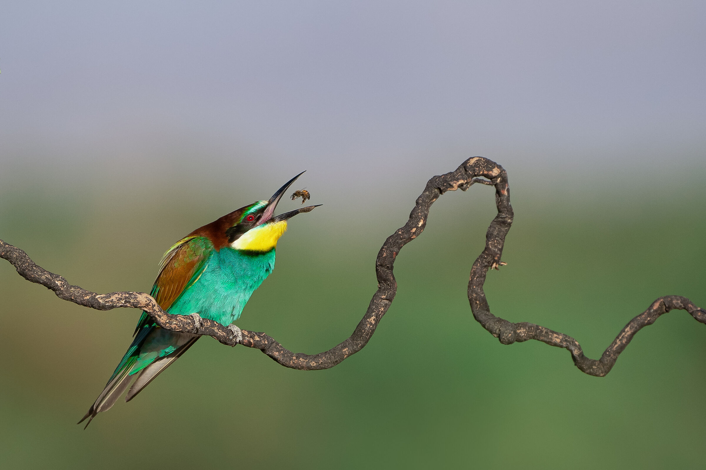 European bee-eater...