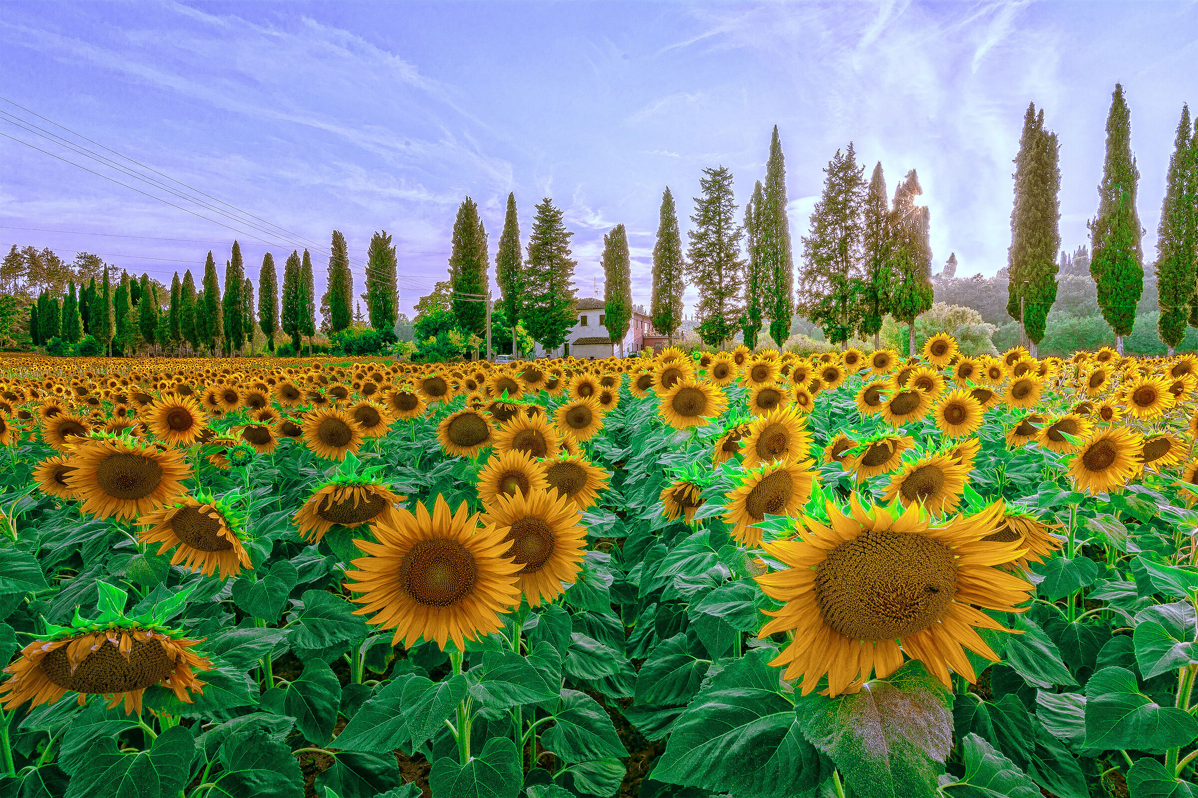 Sunflowers, cypresses, farmhouses. It's Tuscany....
