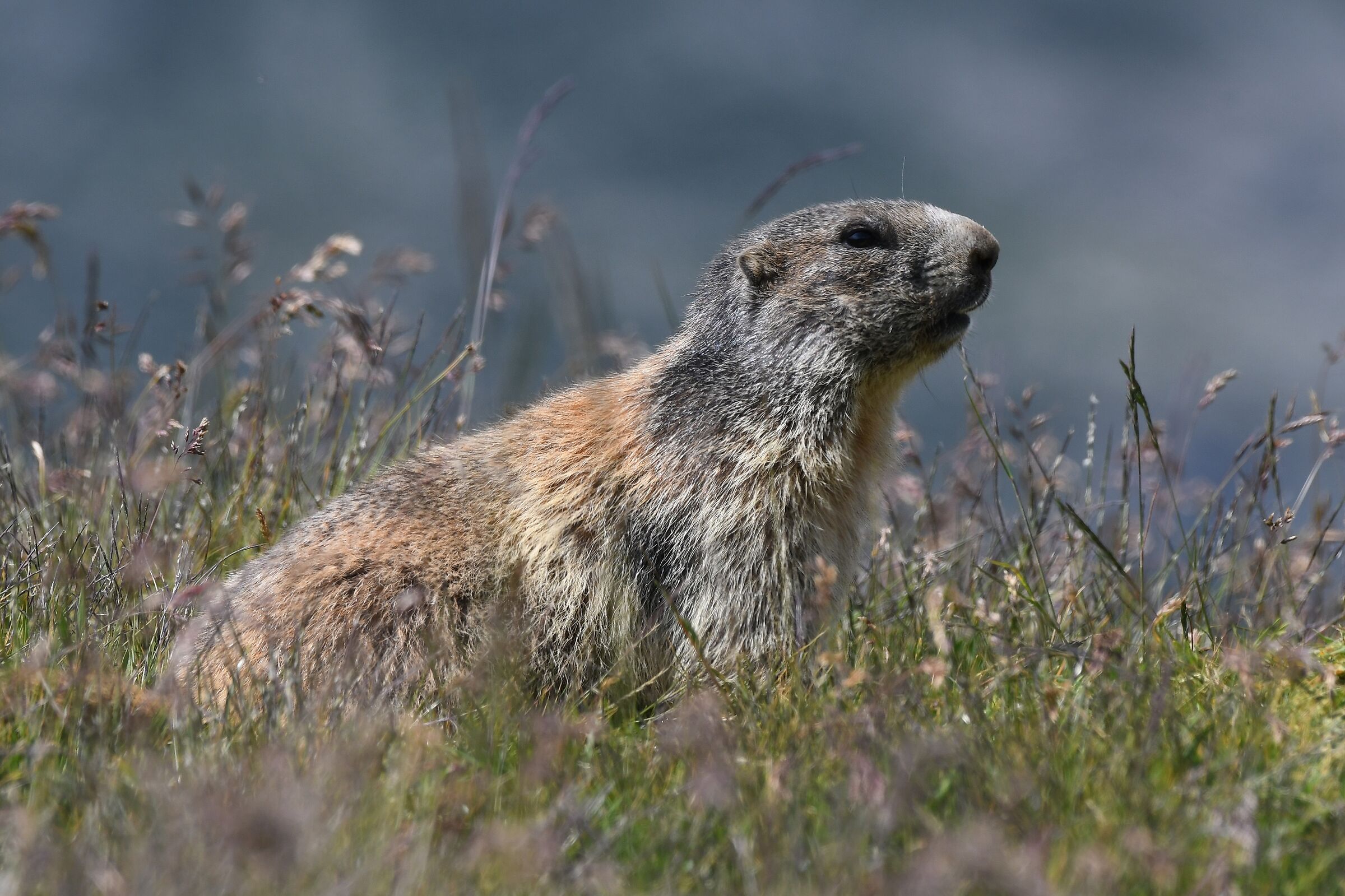 Marmota marmota...