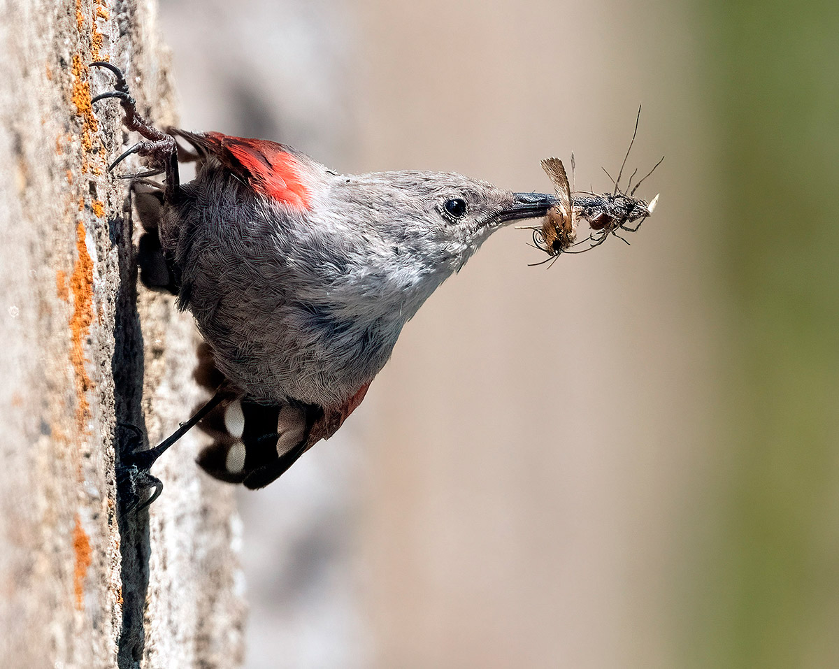 Wall woodpecker with prey...