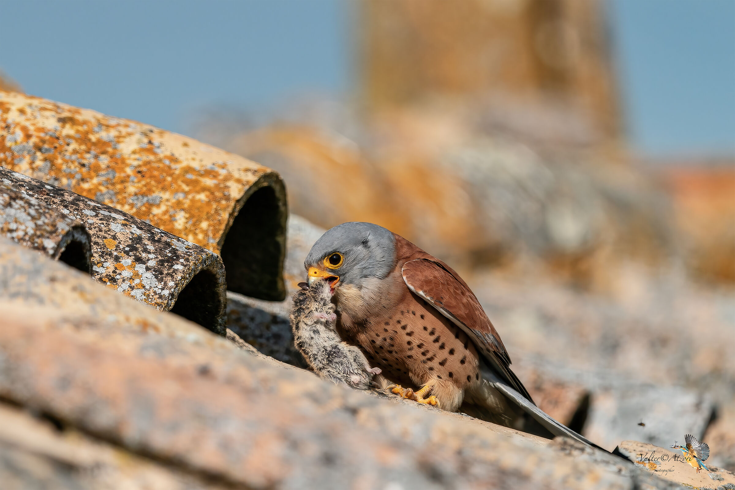Falcon Grillaio with prey...