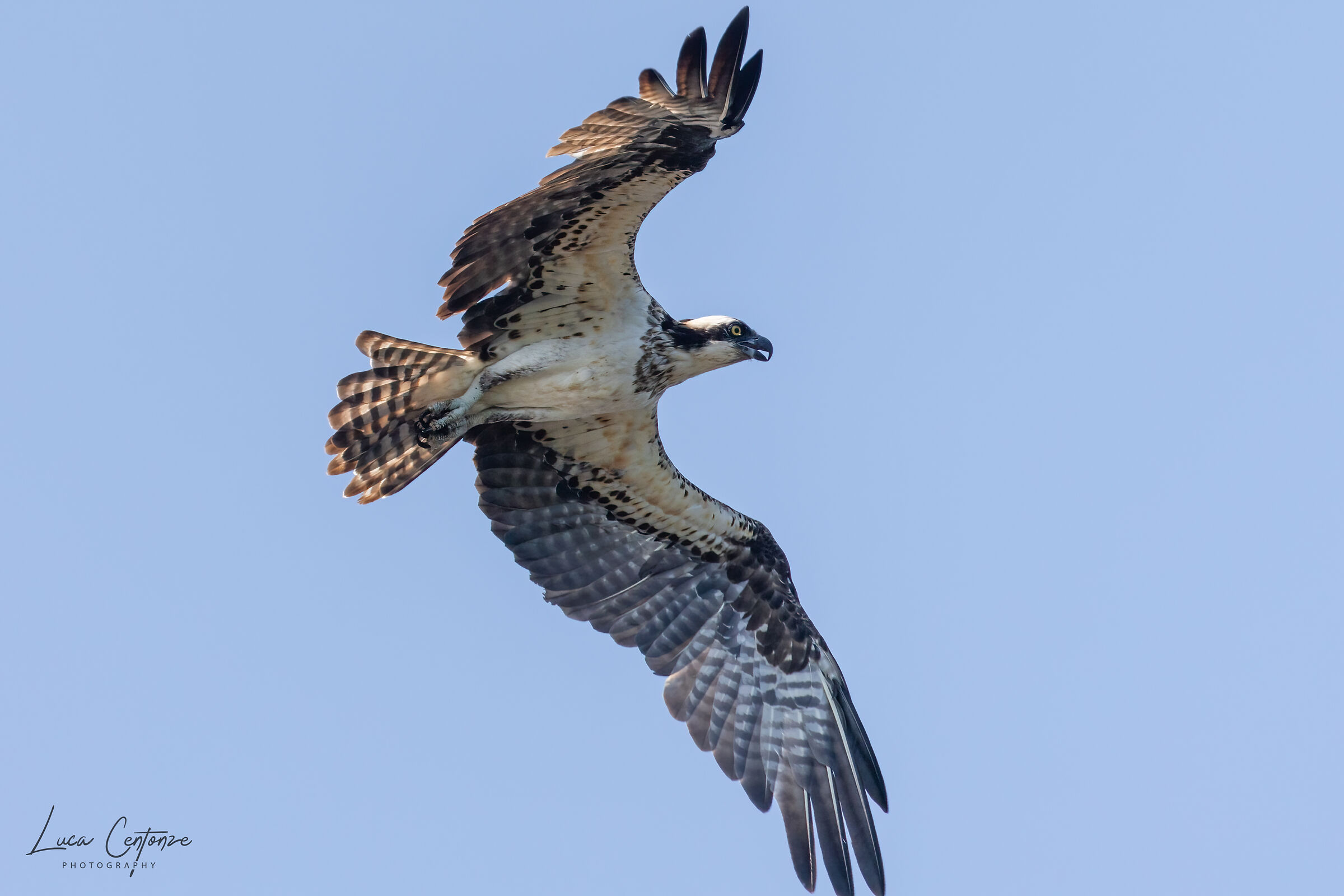 Osprey (Falco pescatore)...