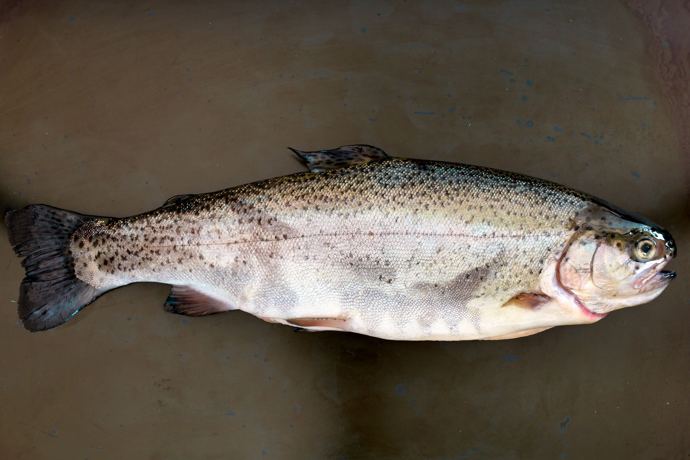 rainbow trout...