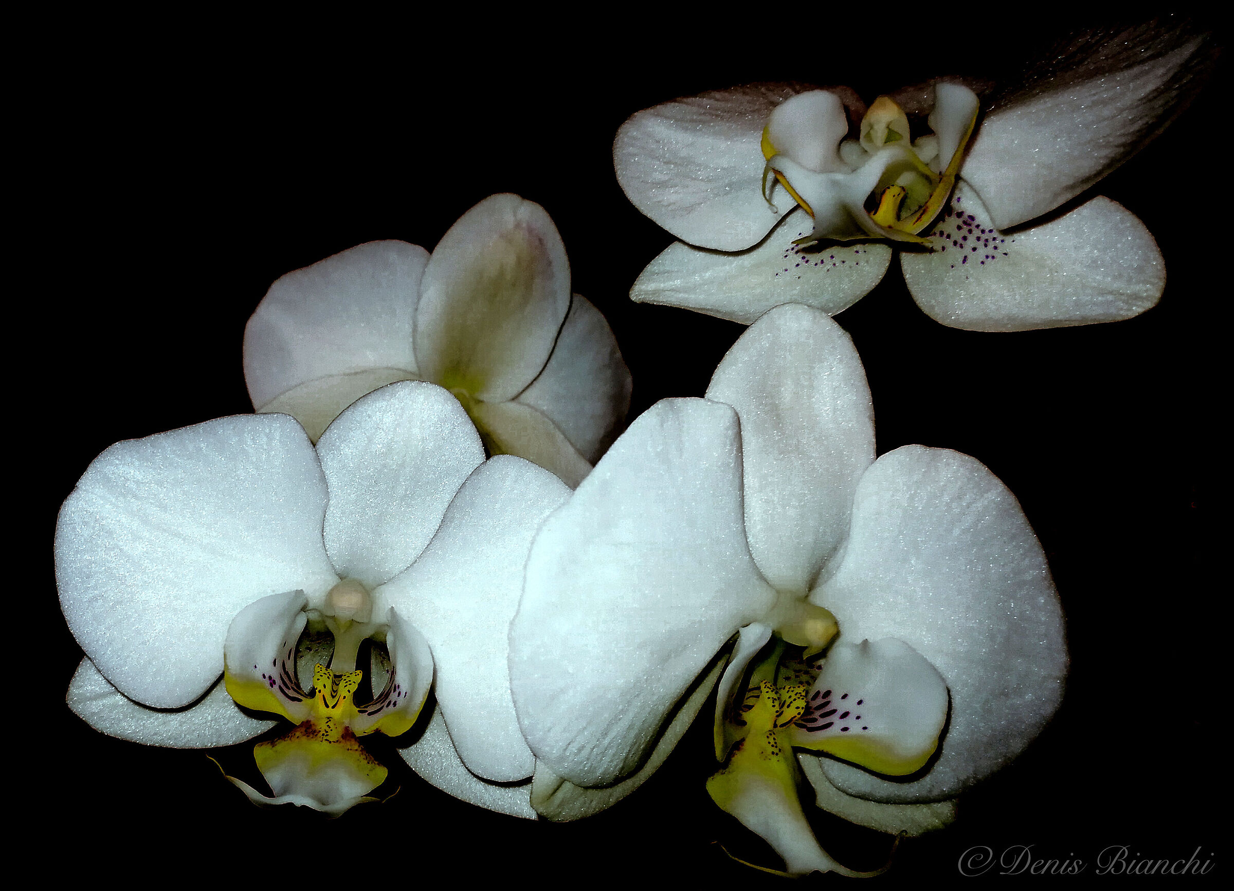 Orchid and contrast...