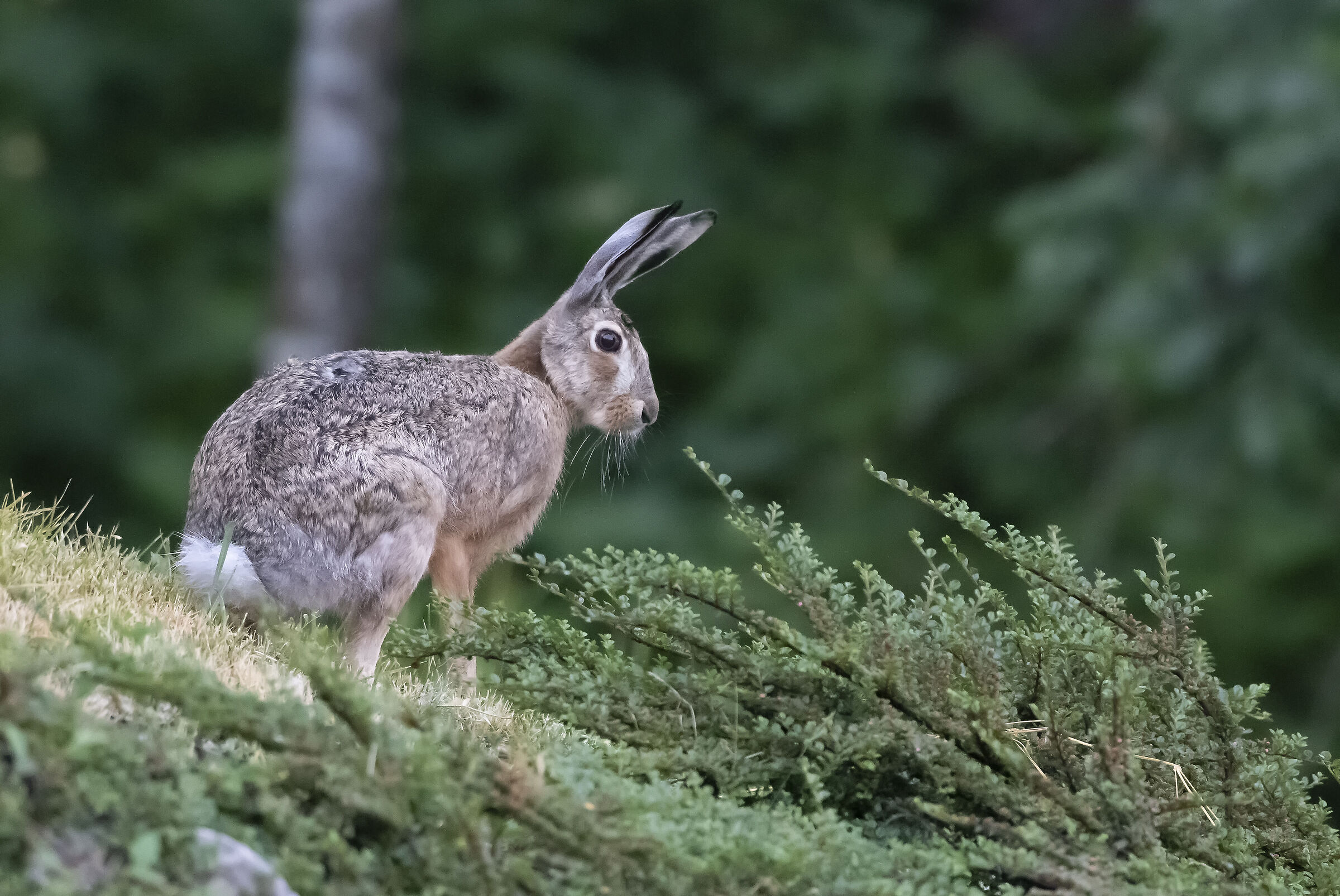 Common hare ...