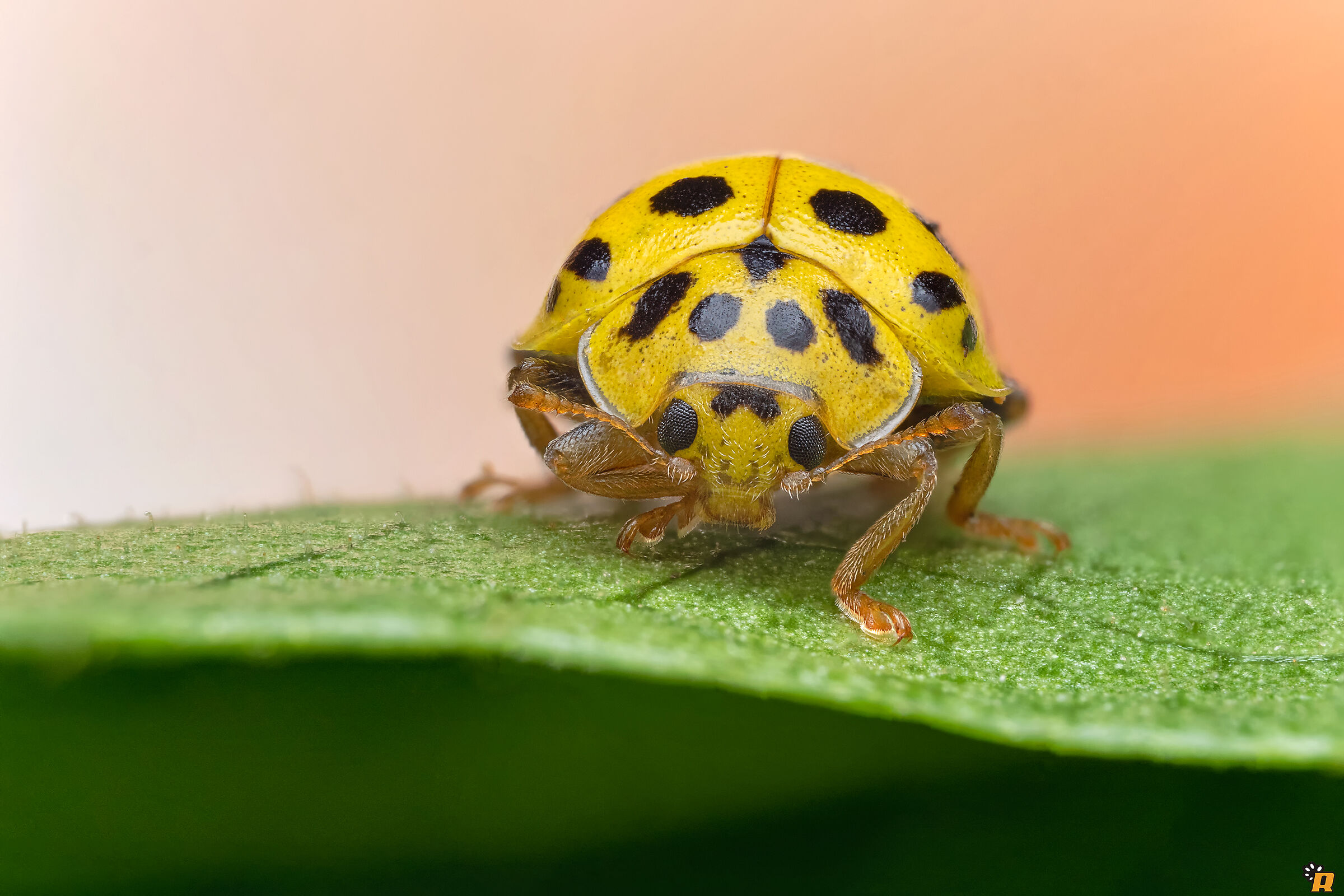 Small Yellow Ladybug...
