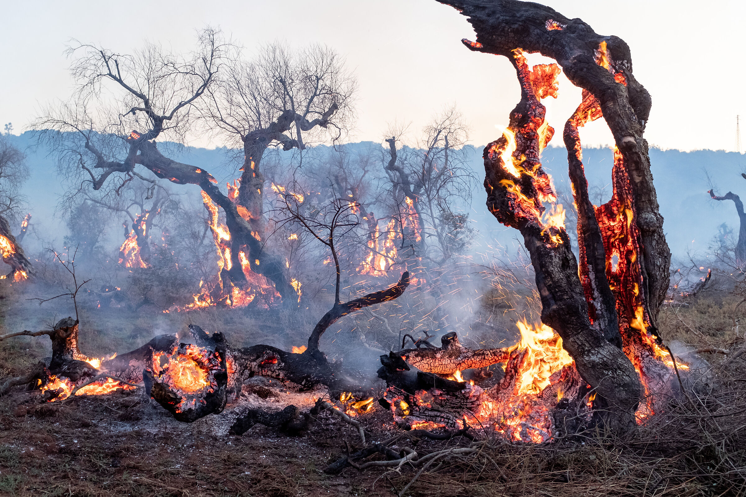 Sad fire, centuries-old olive trees. Salento...
