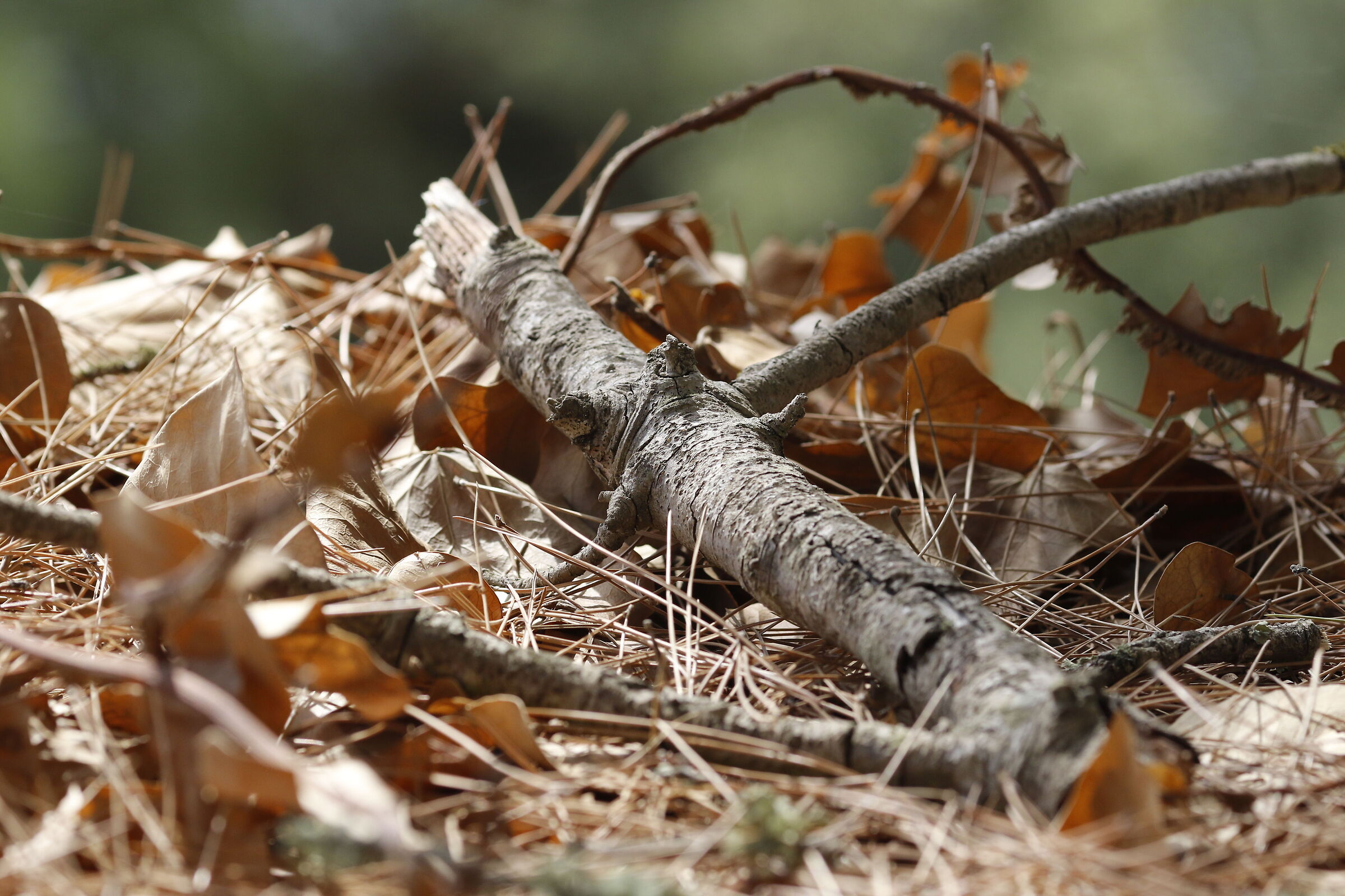 " Crop 216 " Canon 135 F. 2 L, 7 D II...