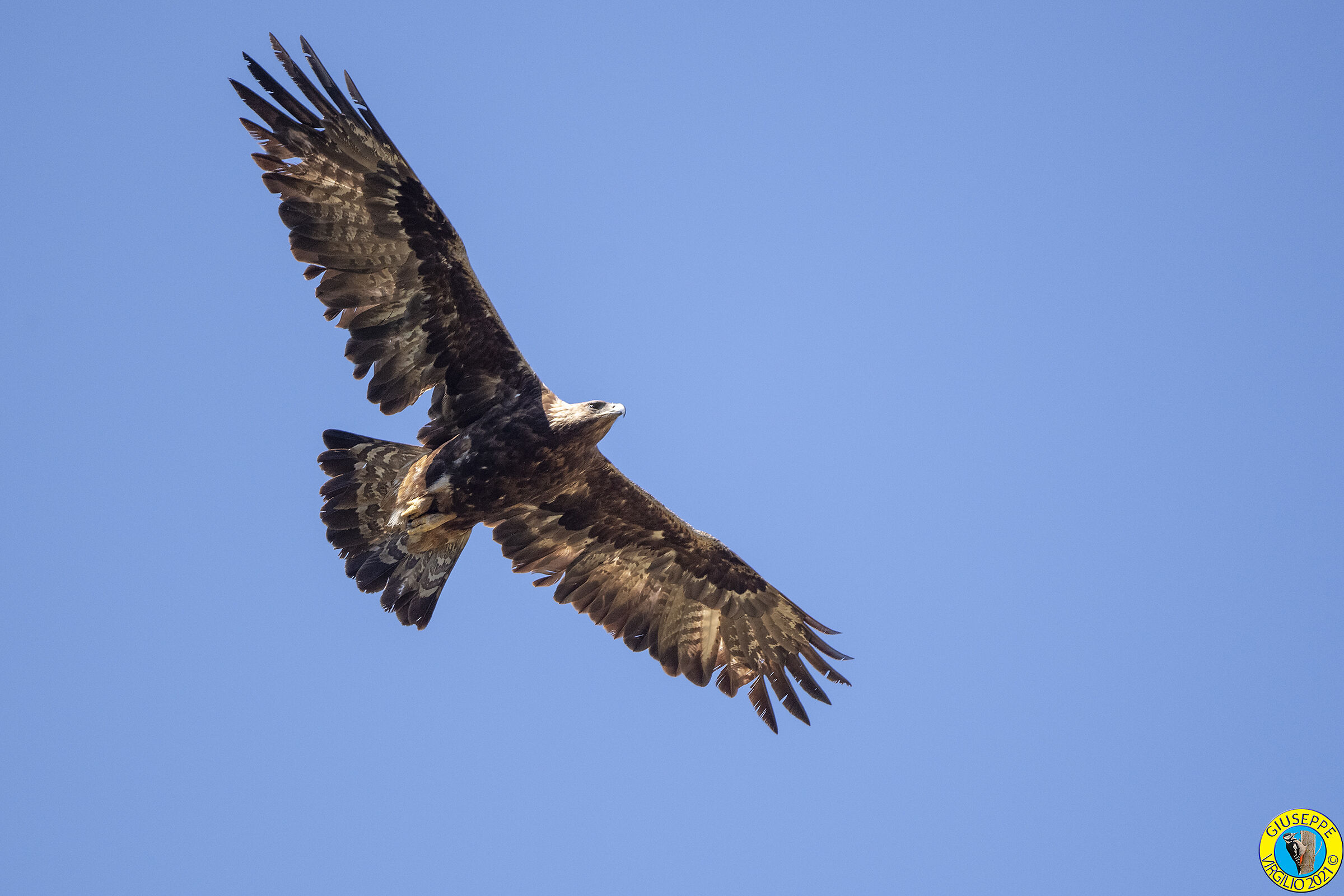 Golden Eagle (Sardinia) 2021...