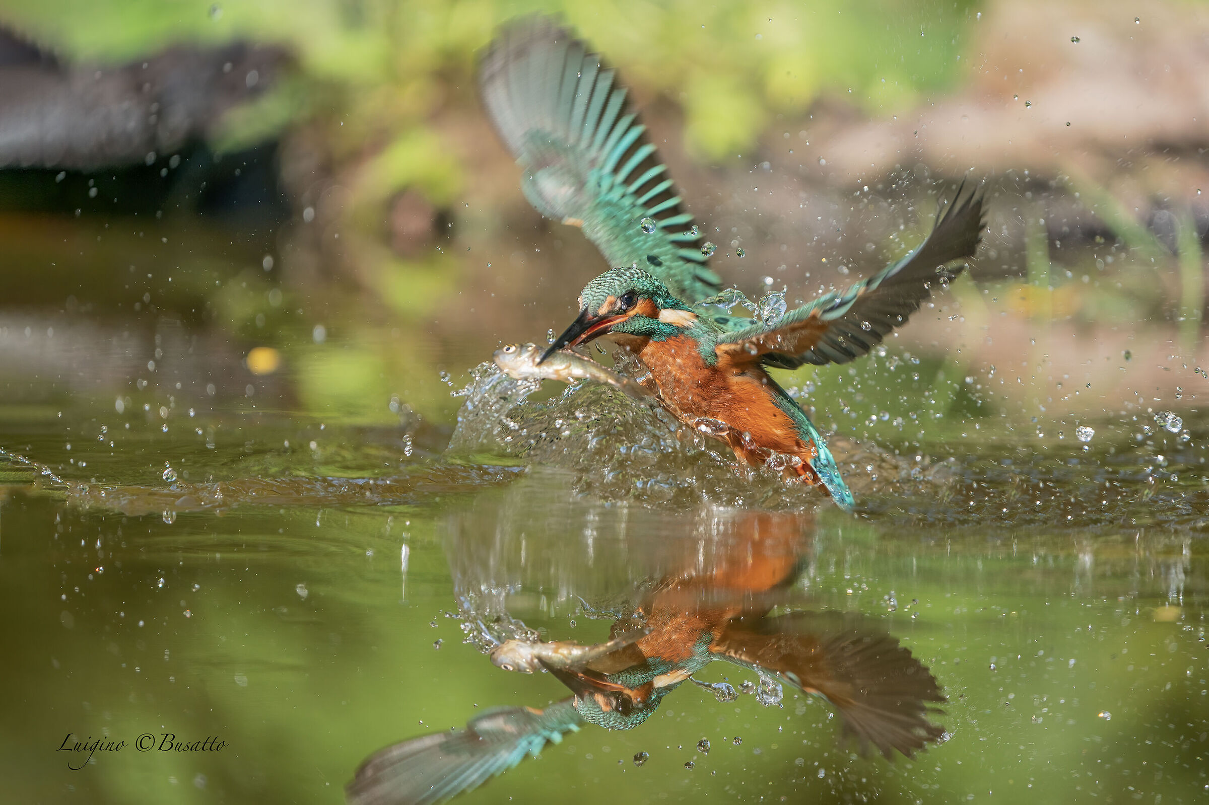 kingfisher...