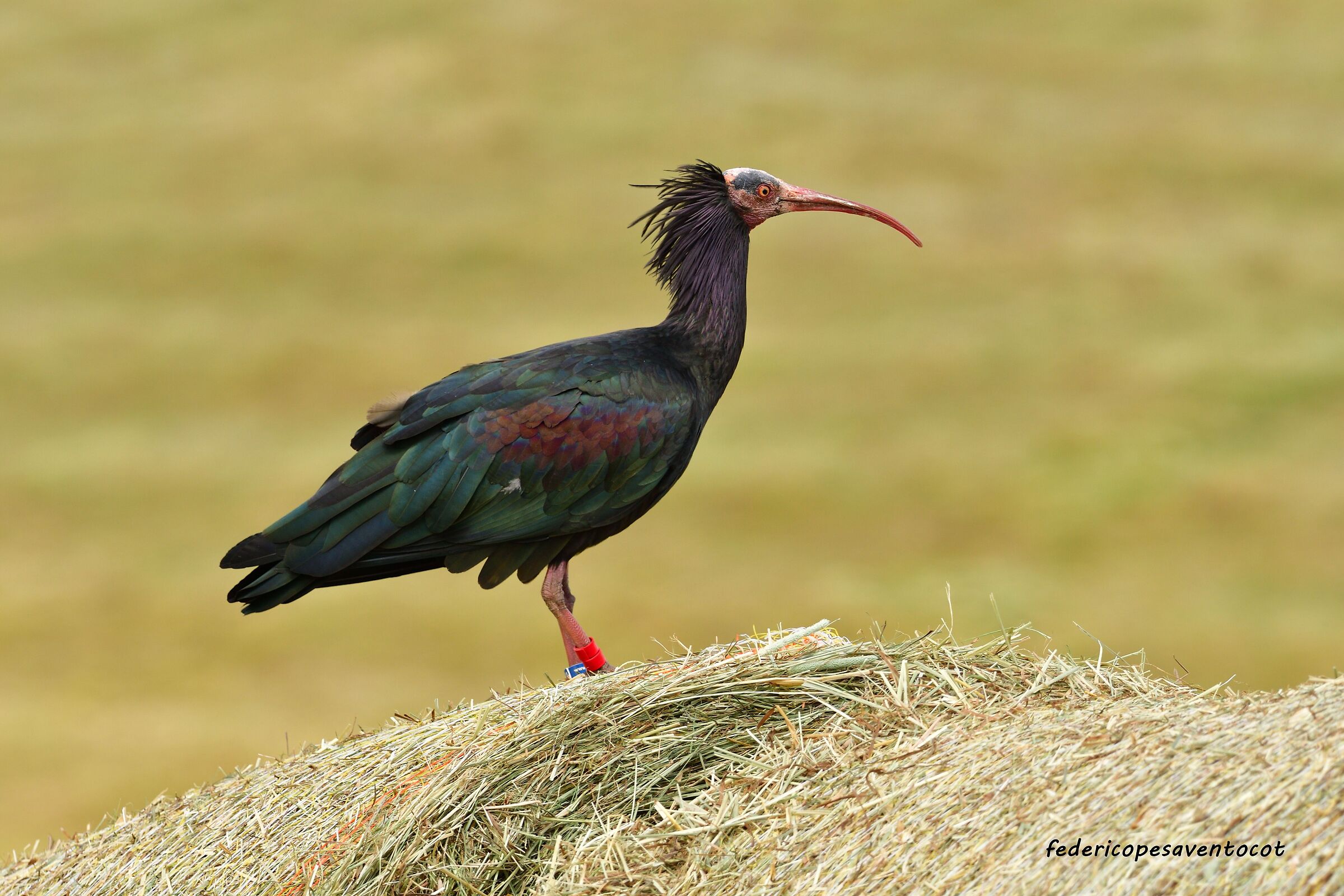 Hermit ibis on hay ball ...