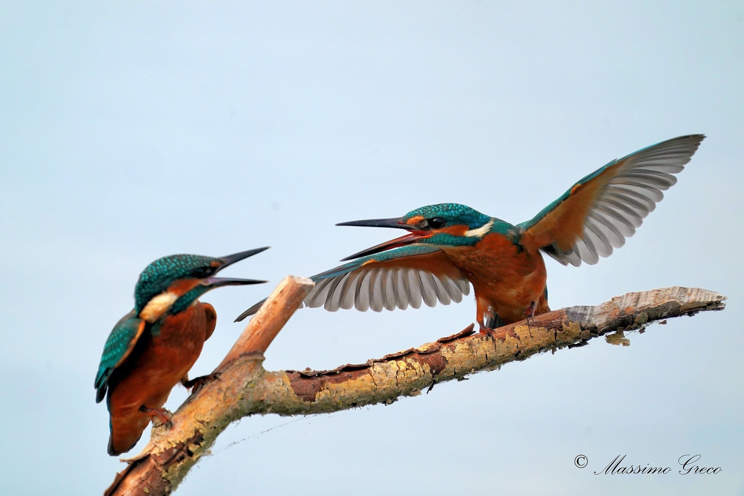 Skirmishes between Kingfishers...