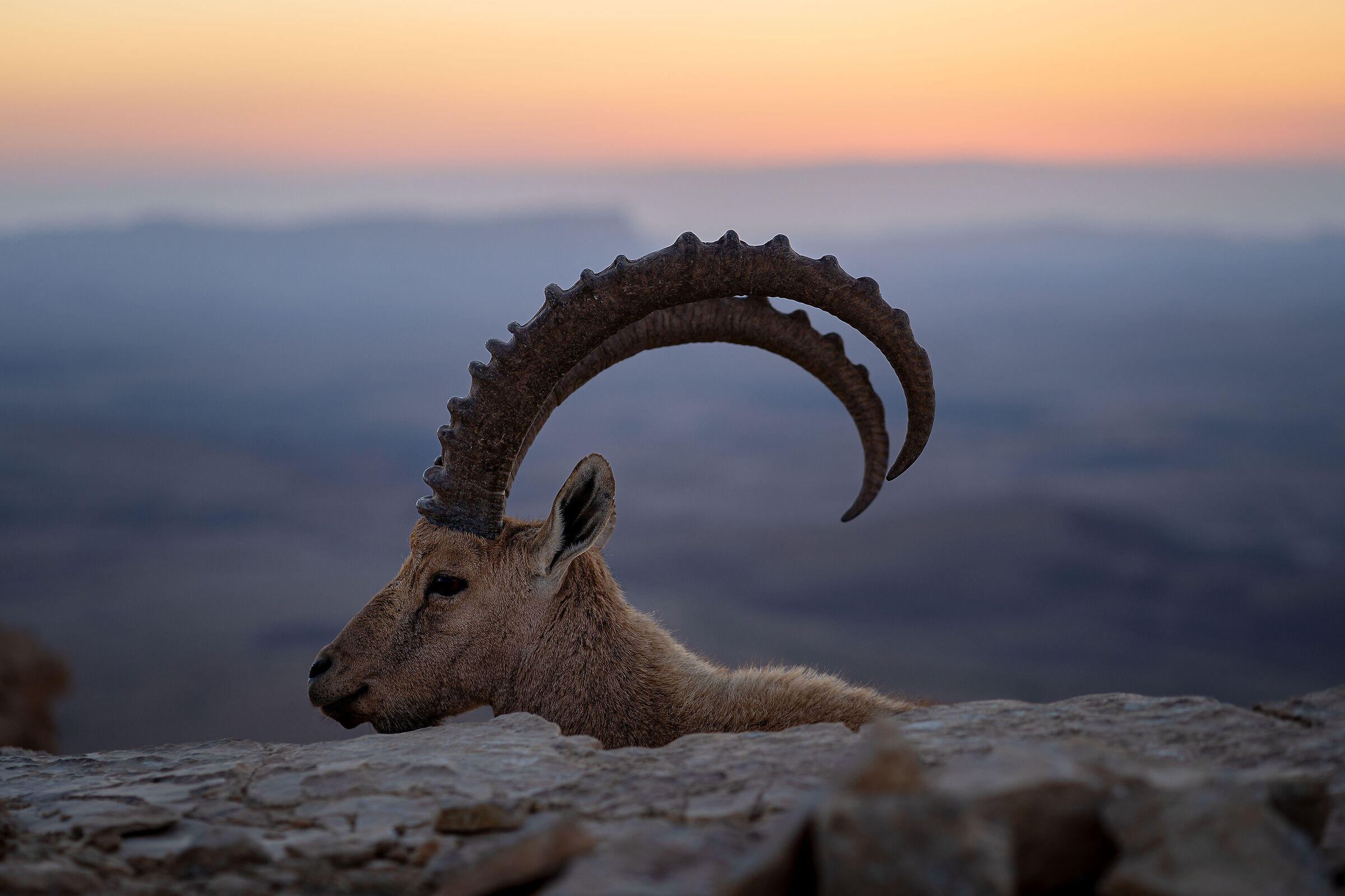 Portrait of an Ibex...