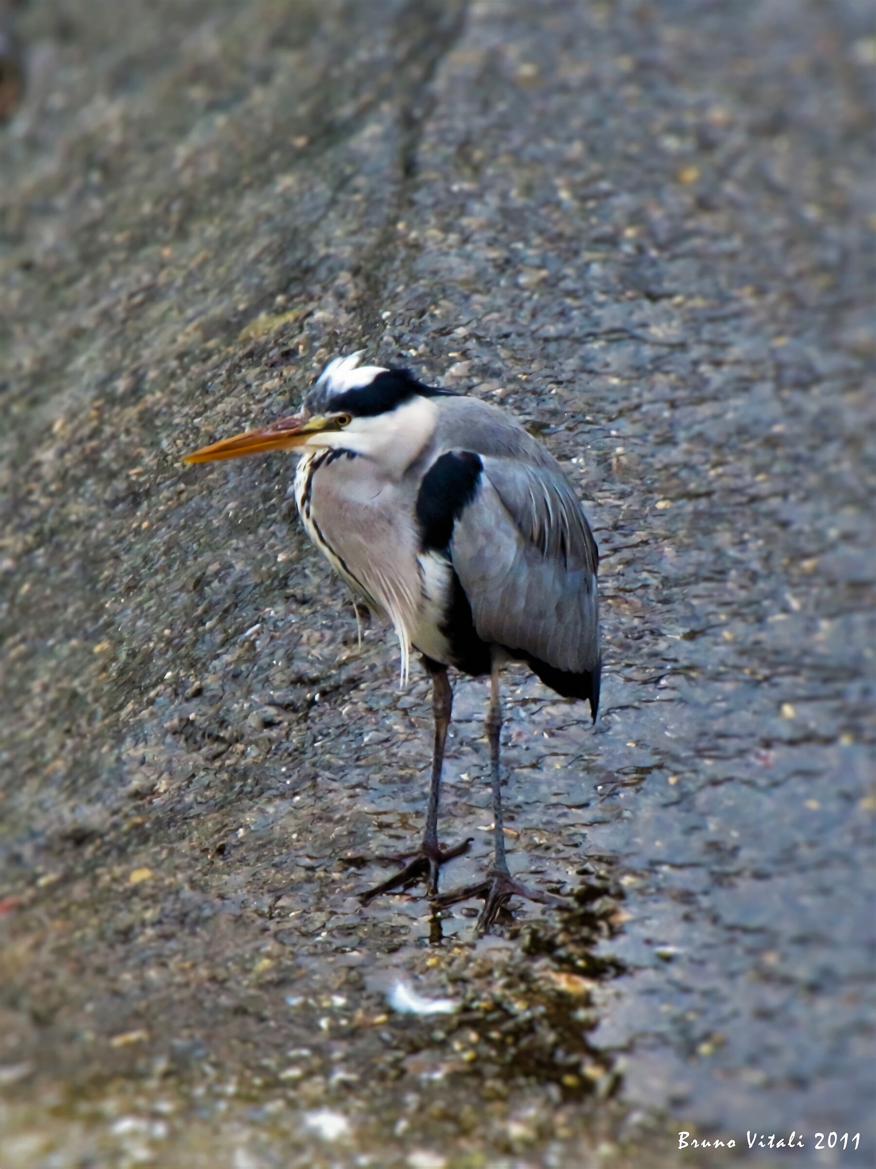 Heron in the Bisagno riverbed in Genoa...