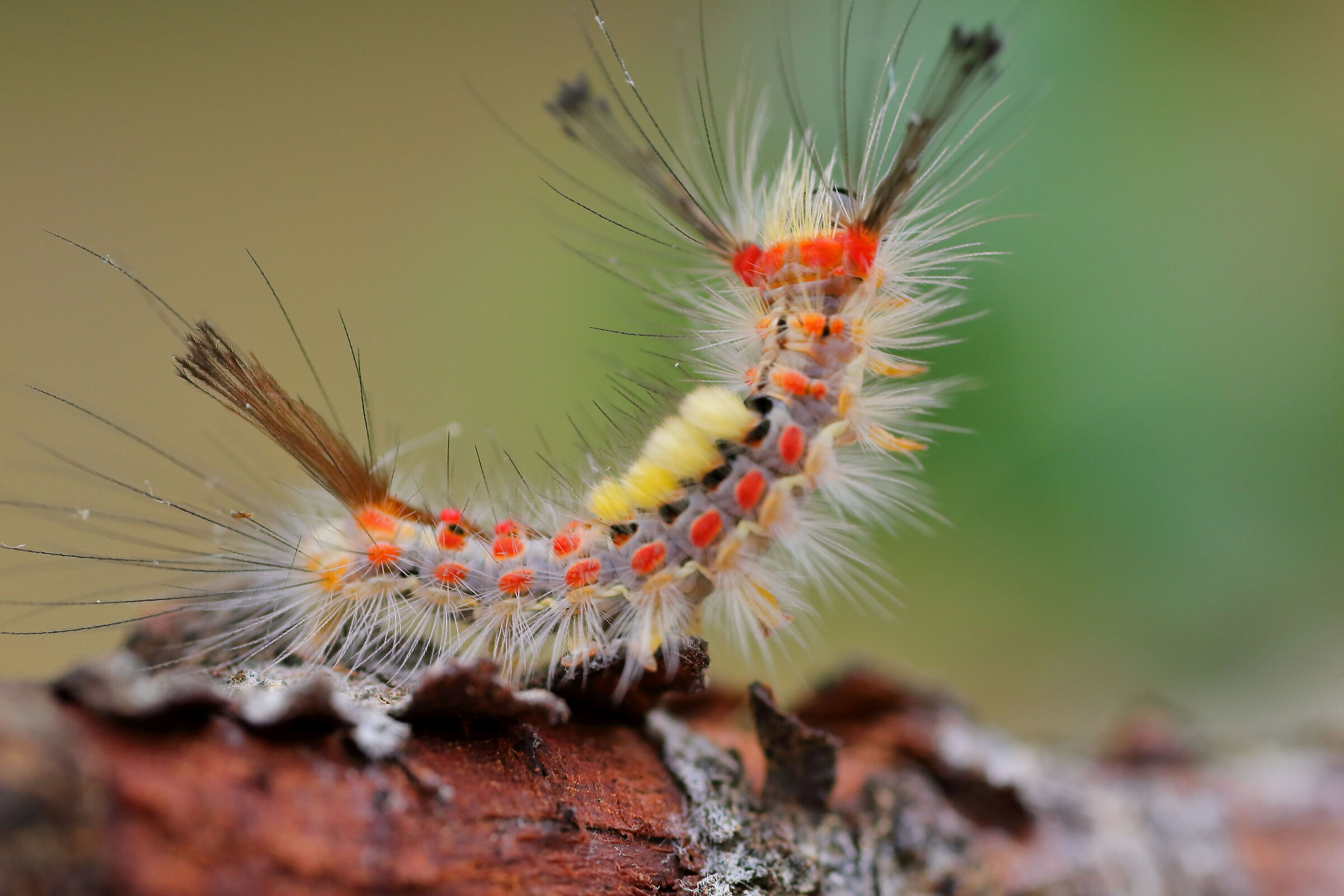 Small caterpillar...