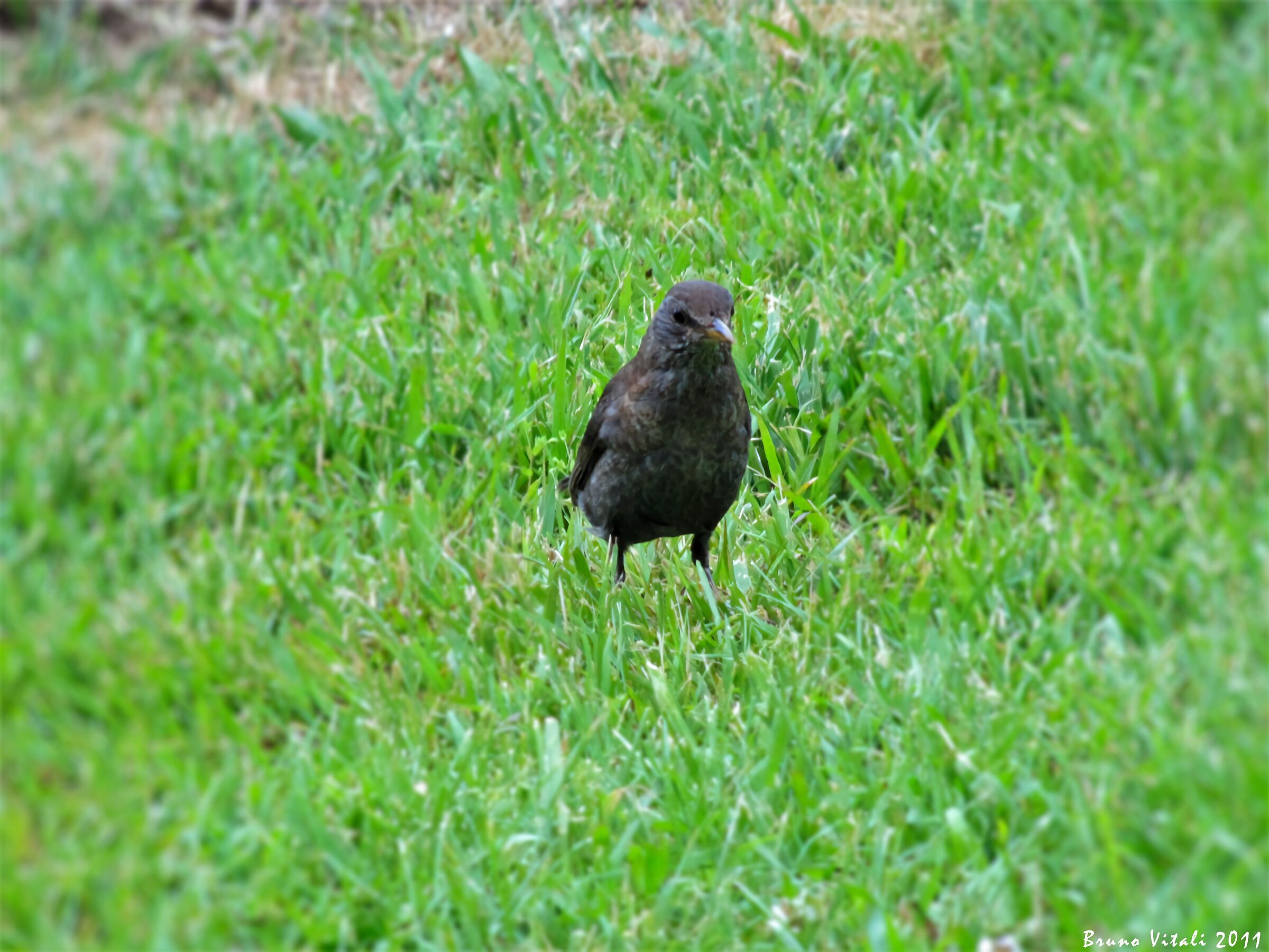 Female blackbird in the meadow in the Parks of Nervi...