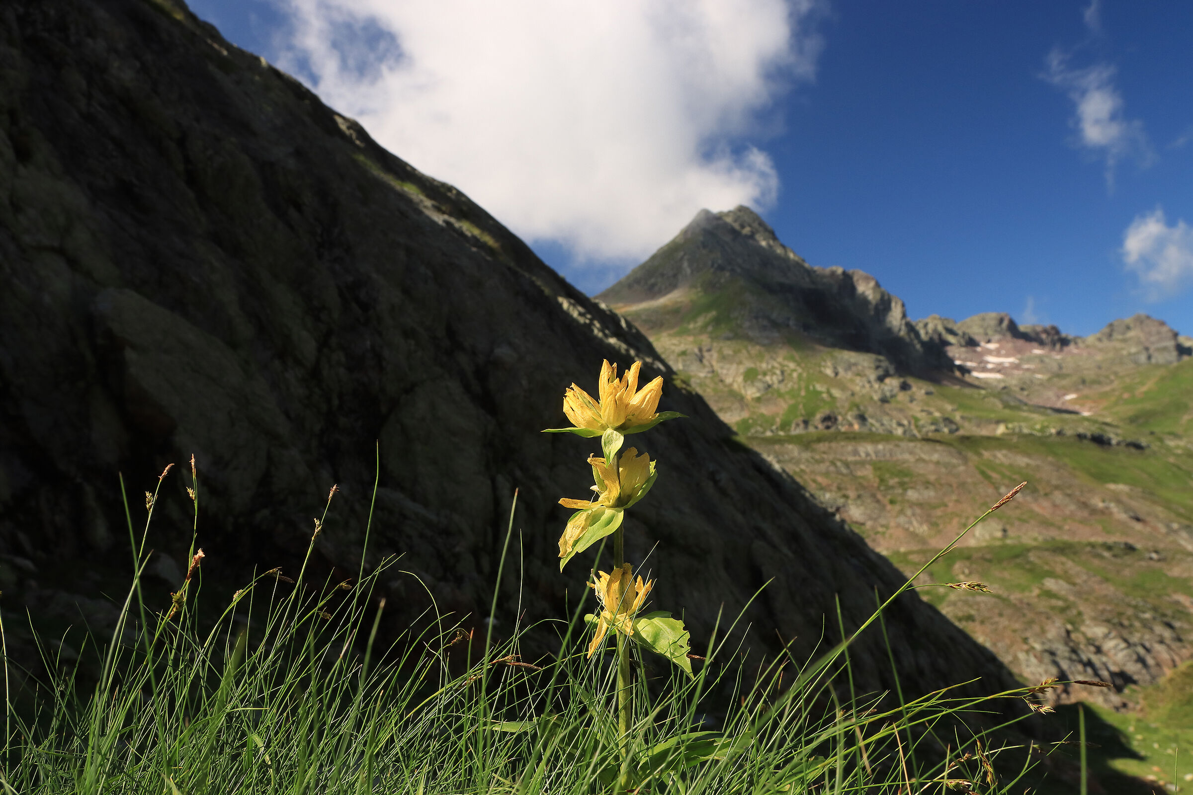 greater gentian (yellow)...