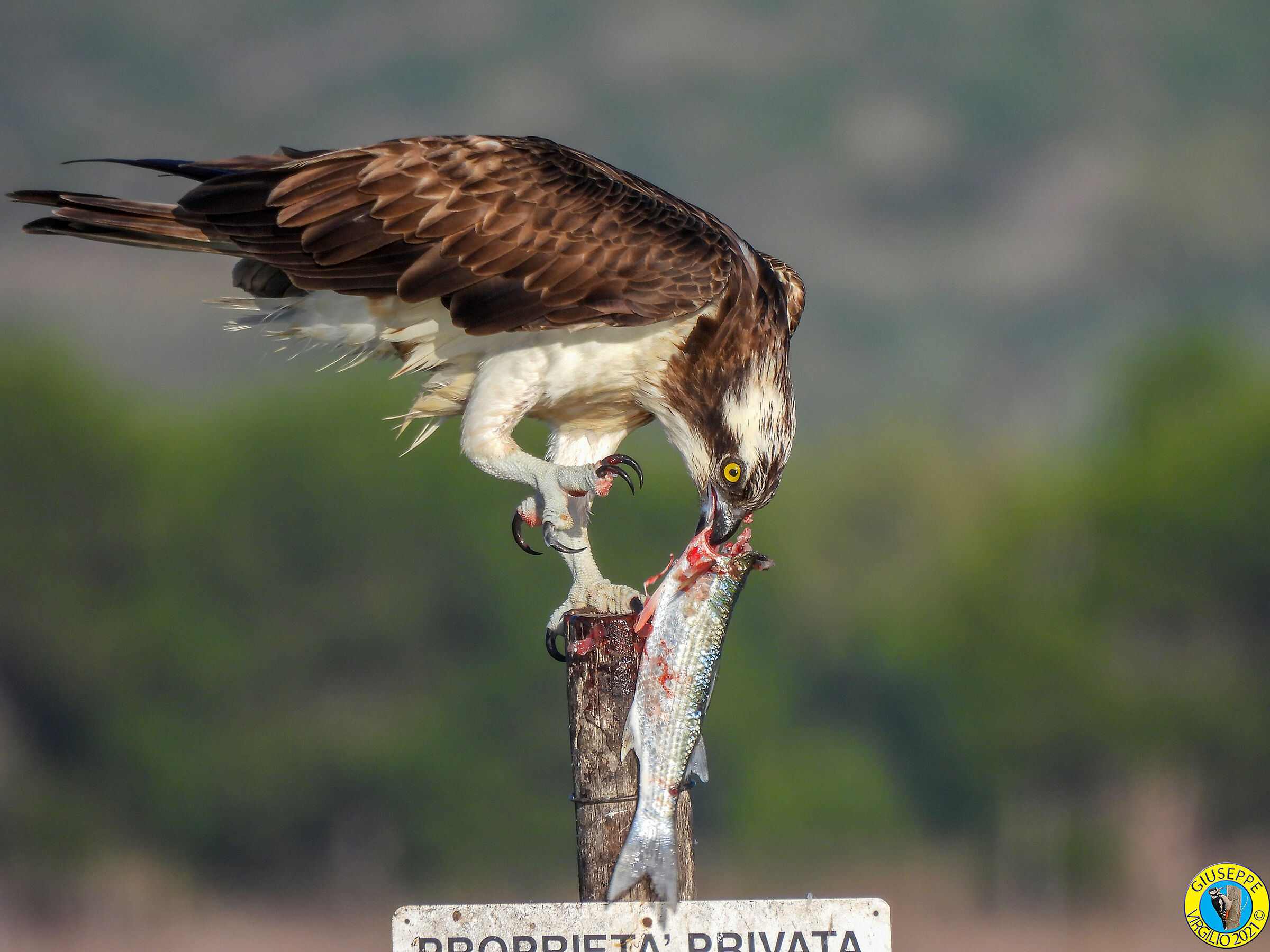 Osprey (Sardinia) 2021...