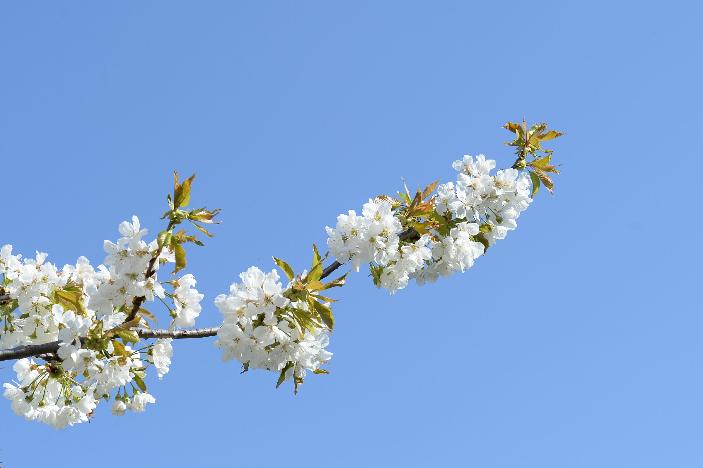 Almond blossom and blue sky...