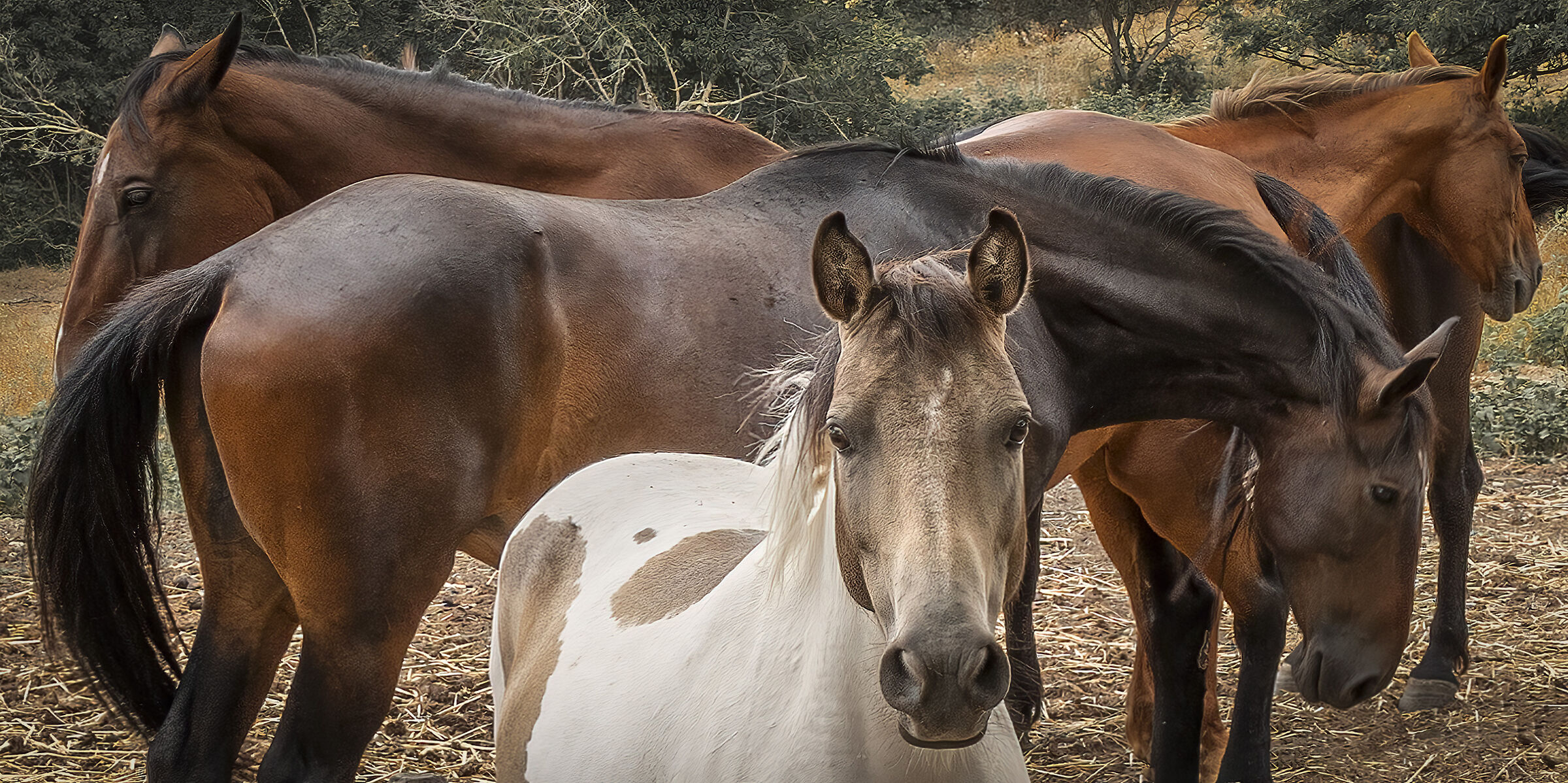 Horses at rest...