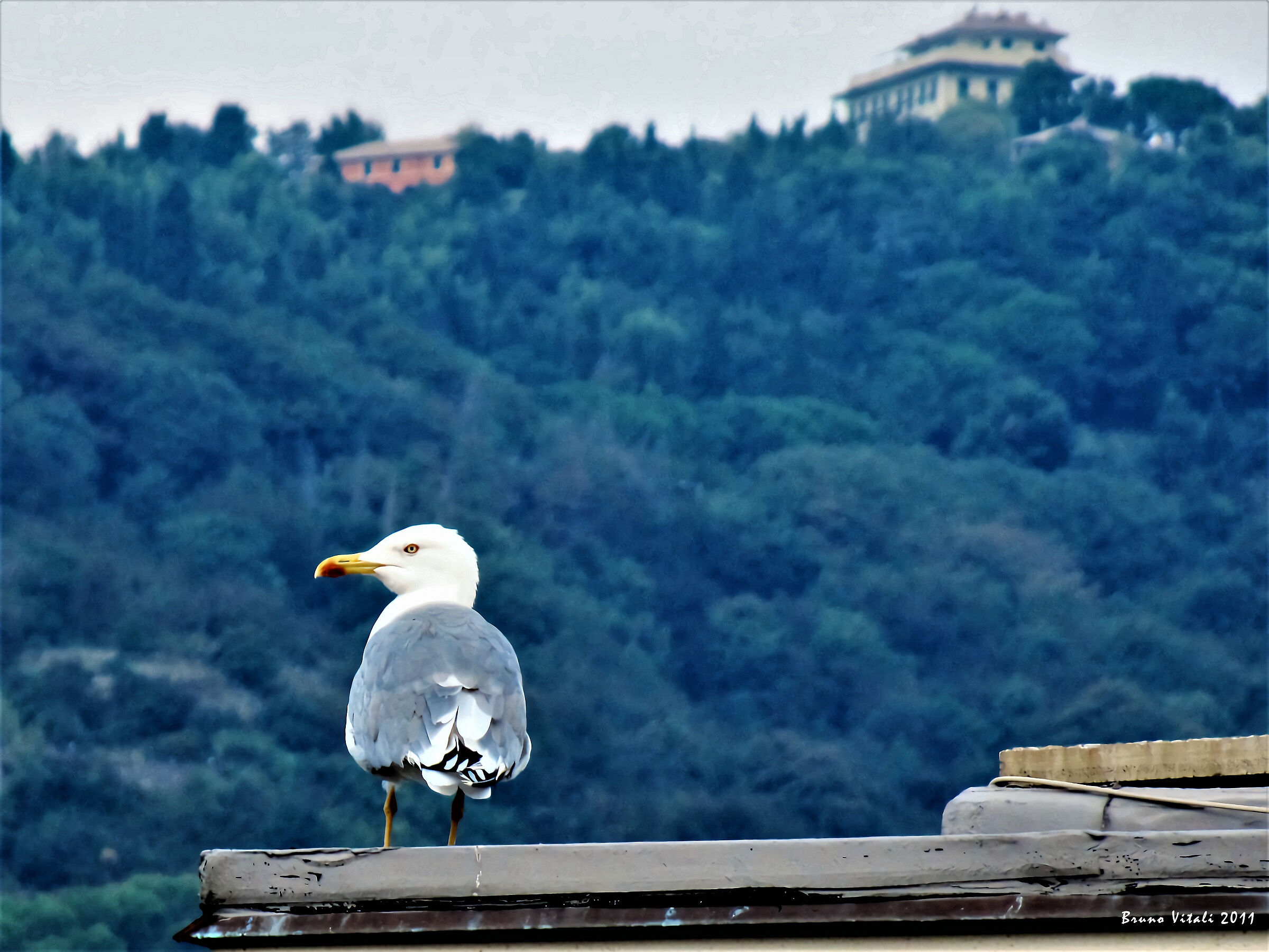 The seagull on the roof...