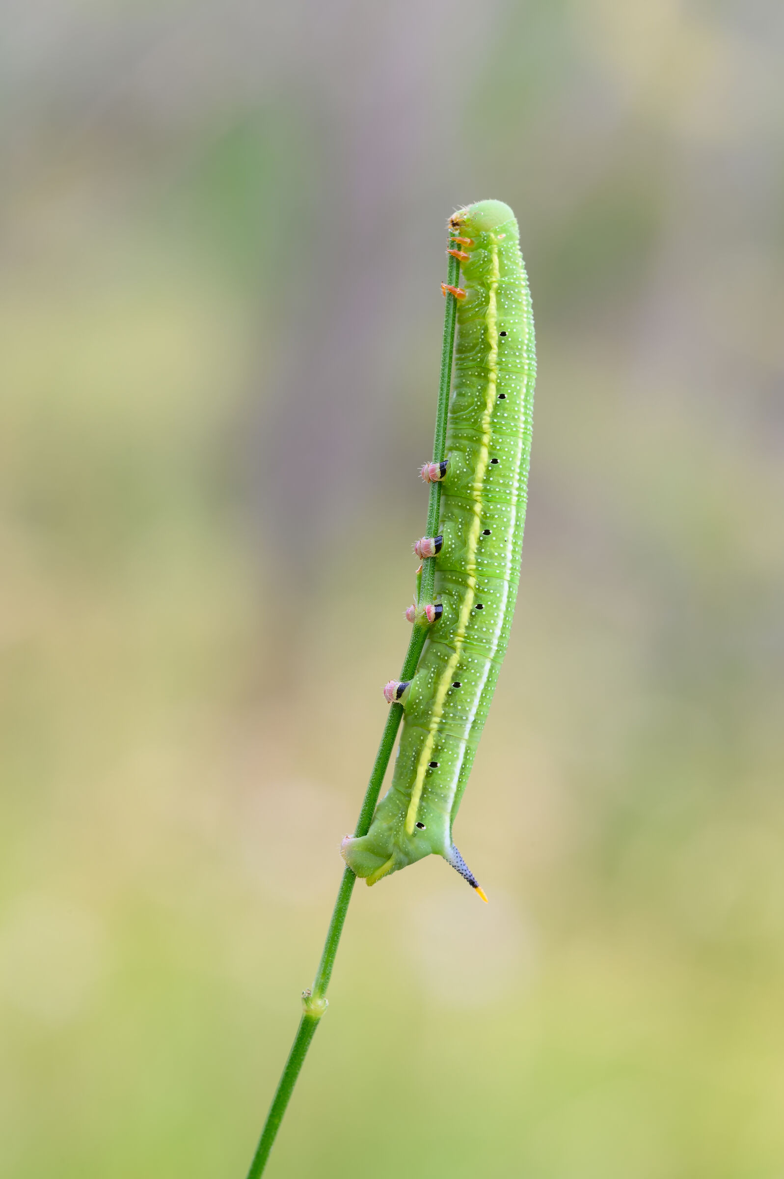 Caterpillar of SPHINGIDE HUMMINGBIRD...