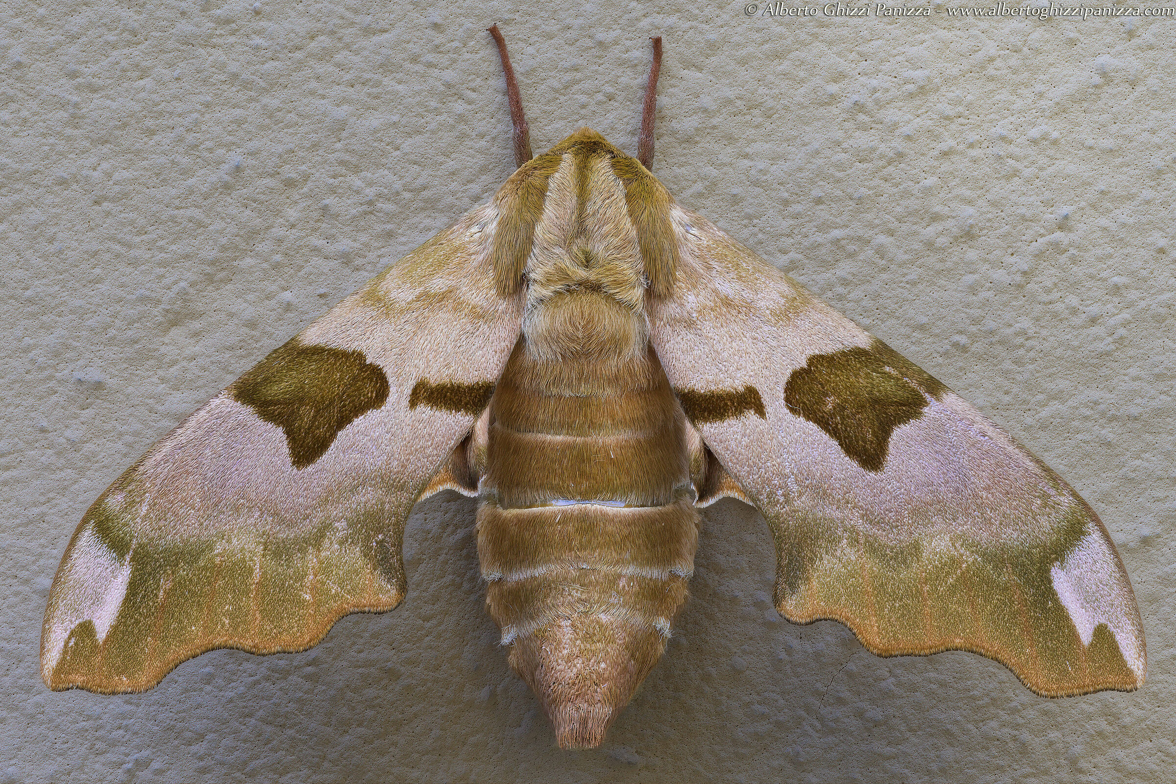 First tests with the Nikkor Z MC 105mm f/2.8 VR S -moth...