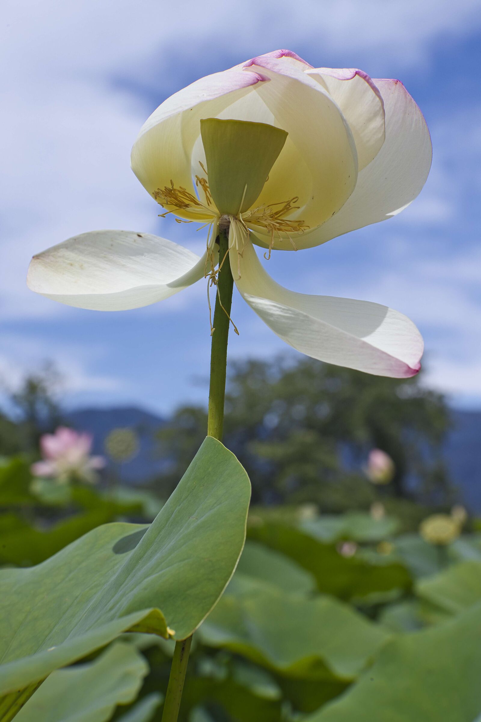 lotus...