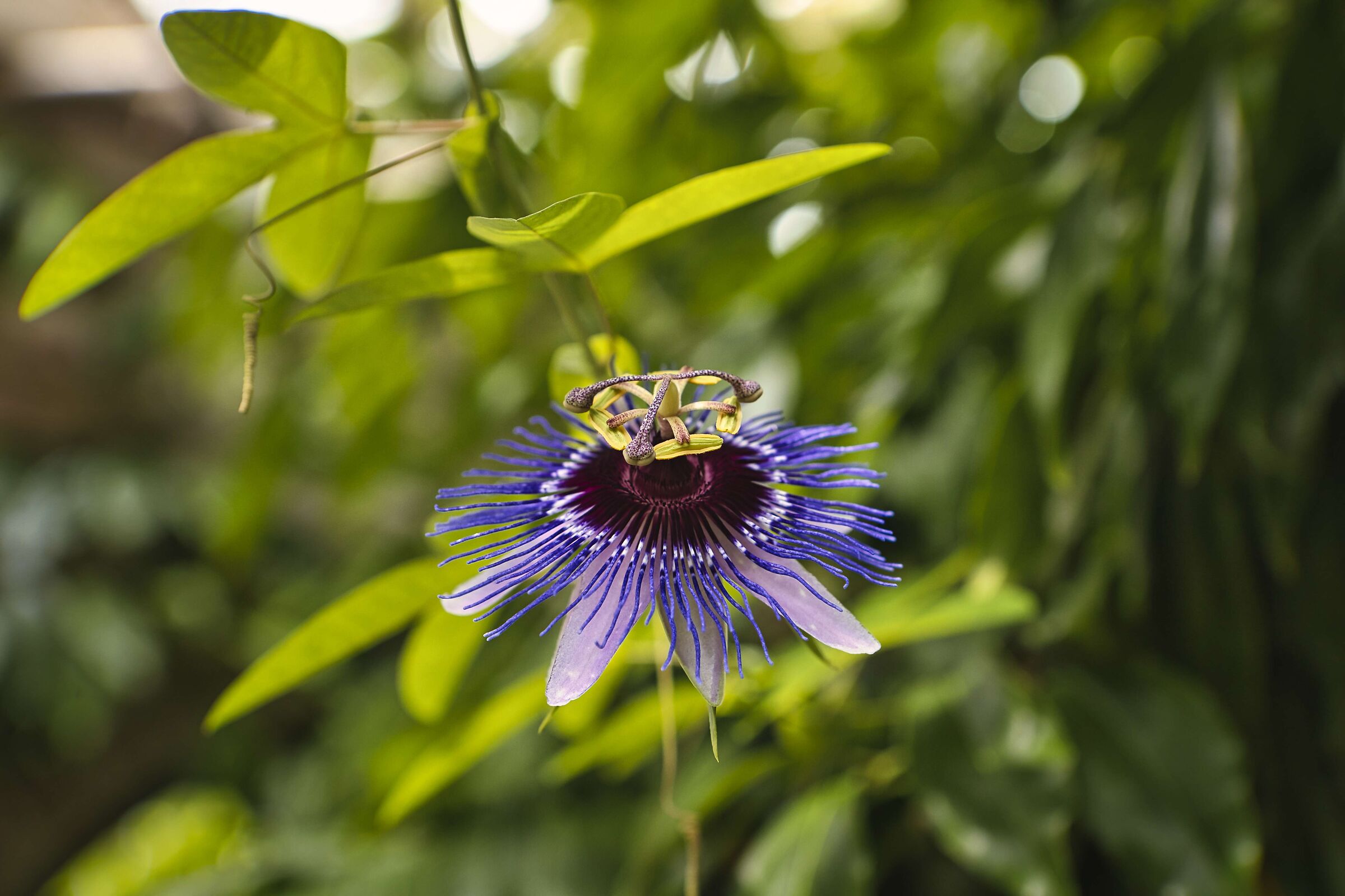 passionflower...