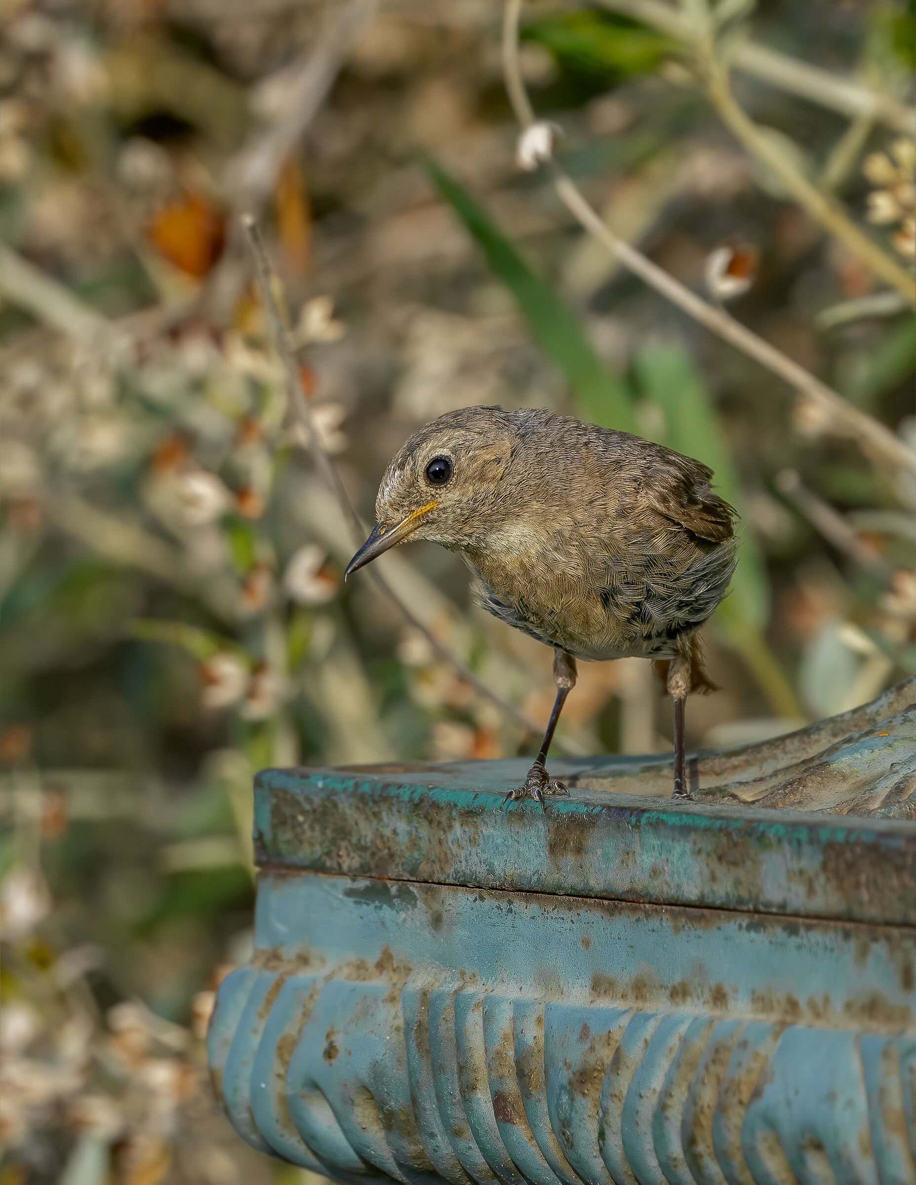 Young Redstart over a drinking fountain ...