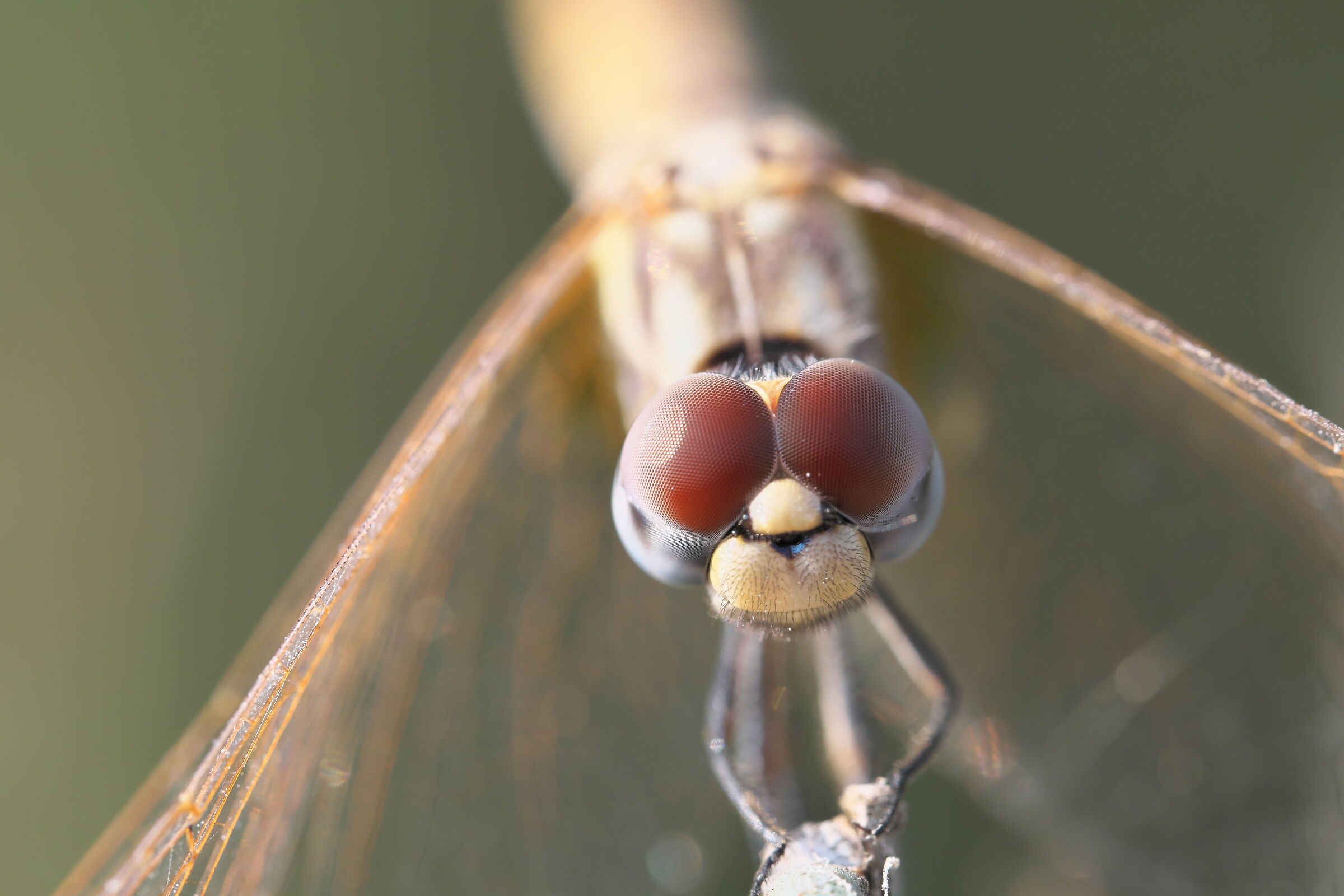 Dragonfly eyes - facets...