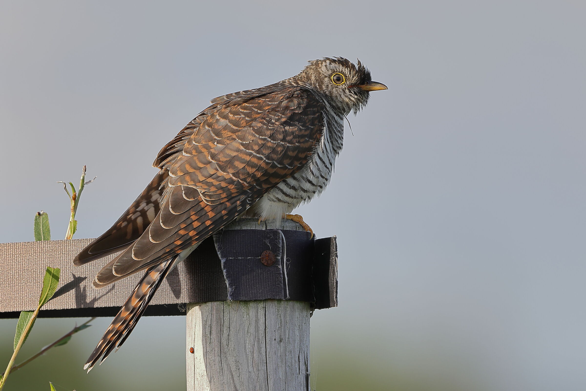The Young Cuckoo...