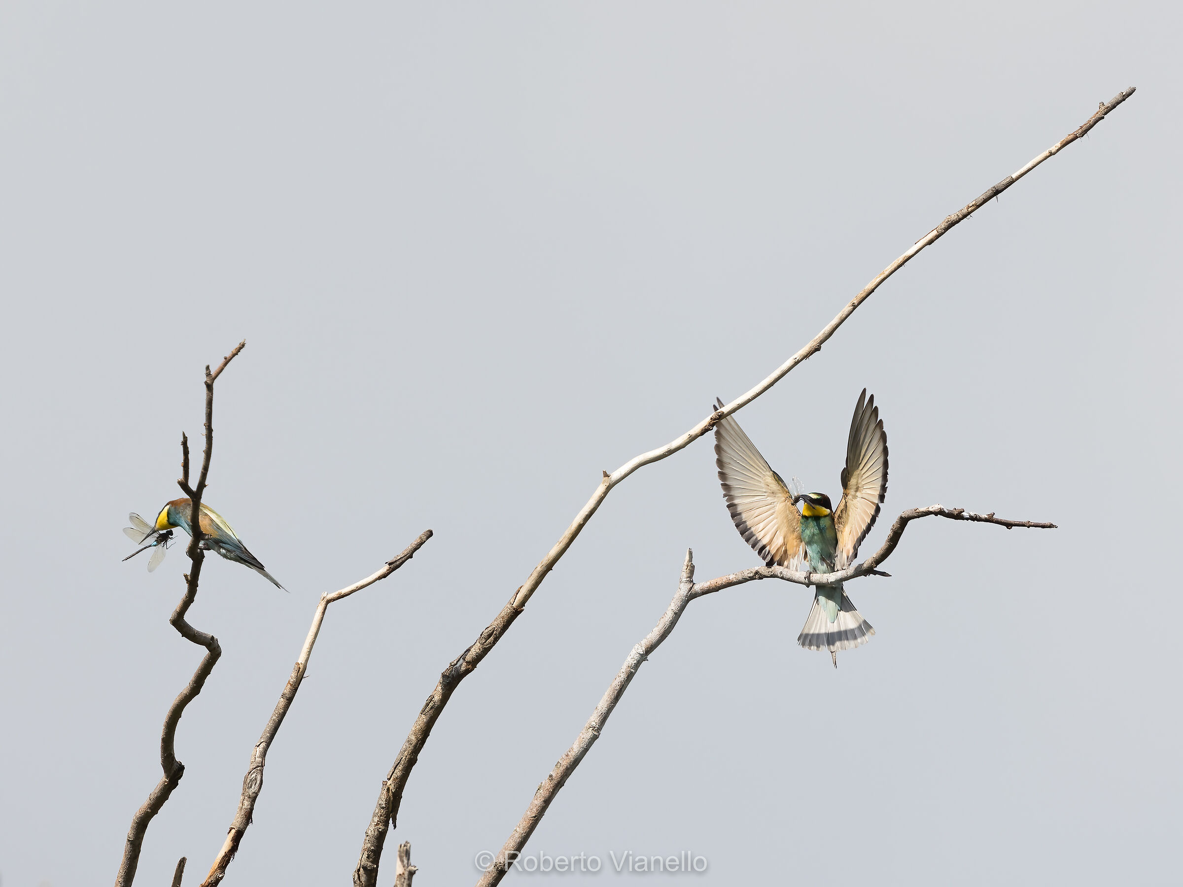 Gruccioni (Merops apiaster)...