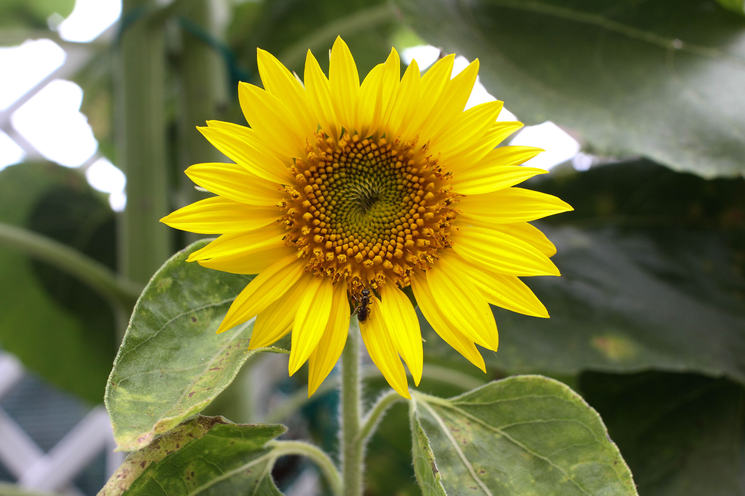 Vespa on sunflower...