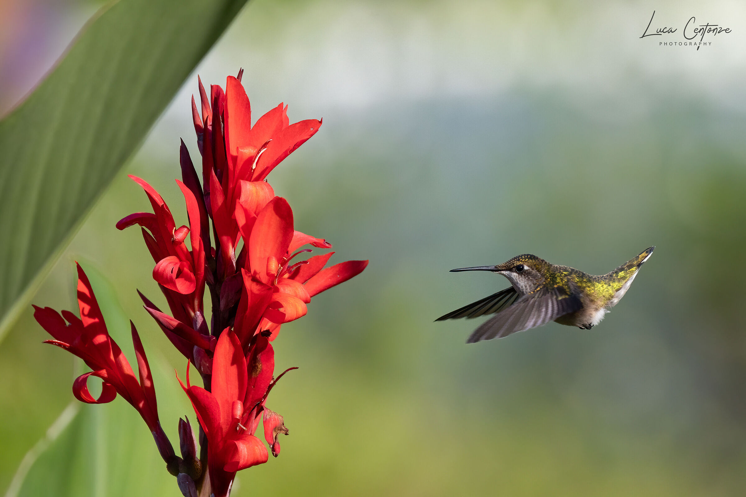Ruby-throated Hummingbird (Archilo colubris)...