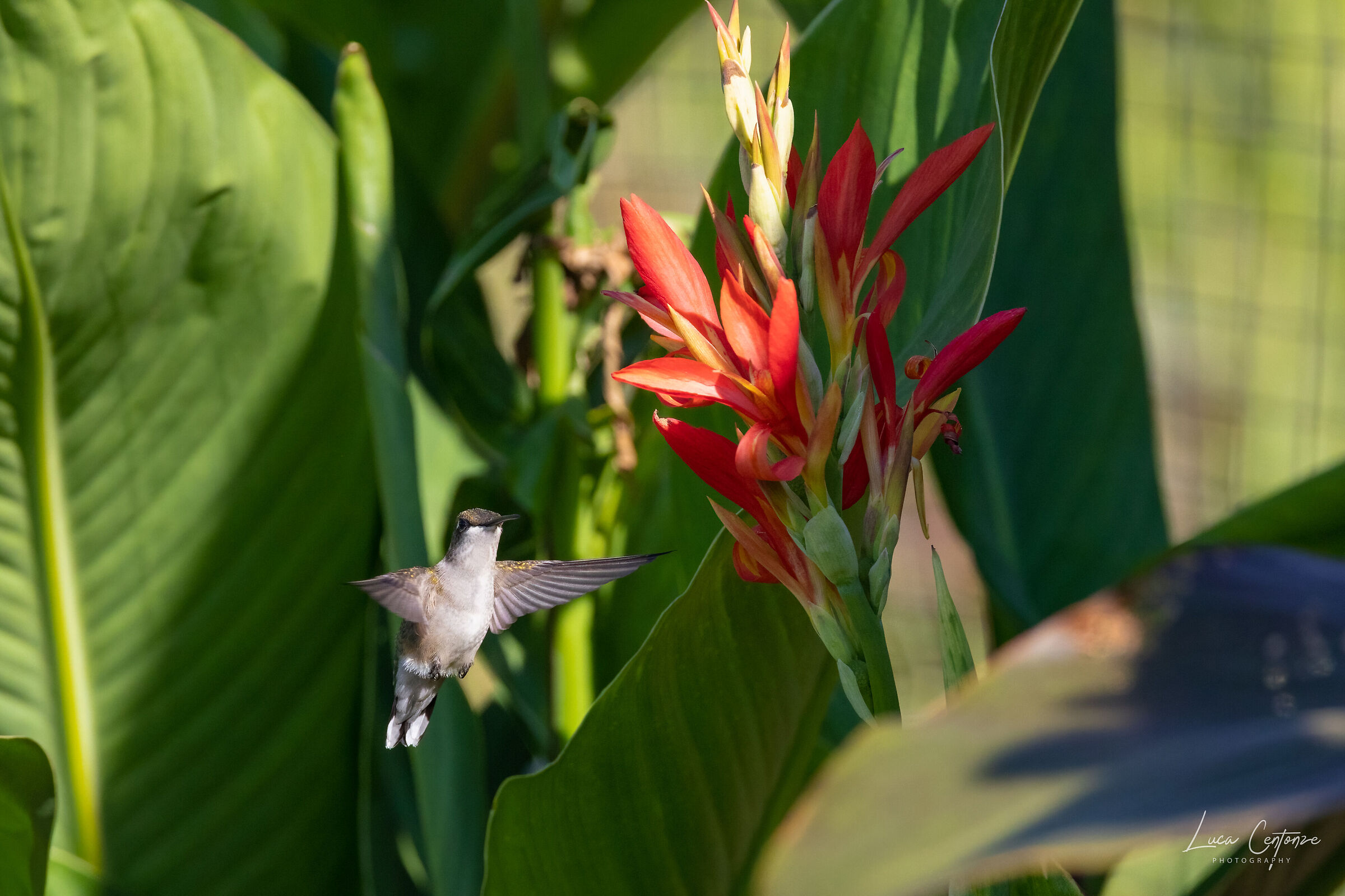 Ruby-throated Hummingbird (Archilo colubris)...