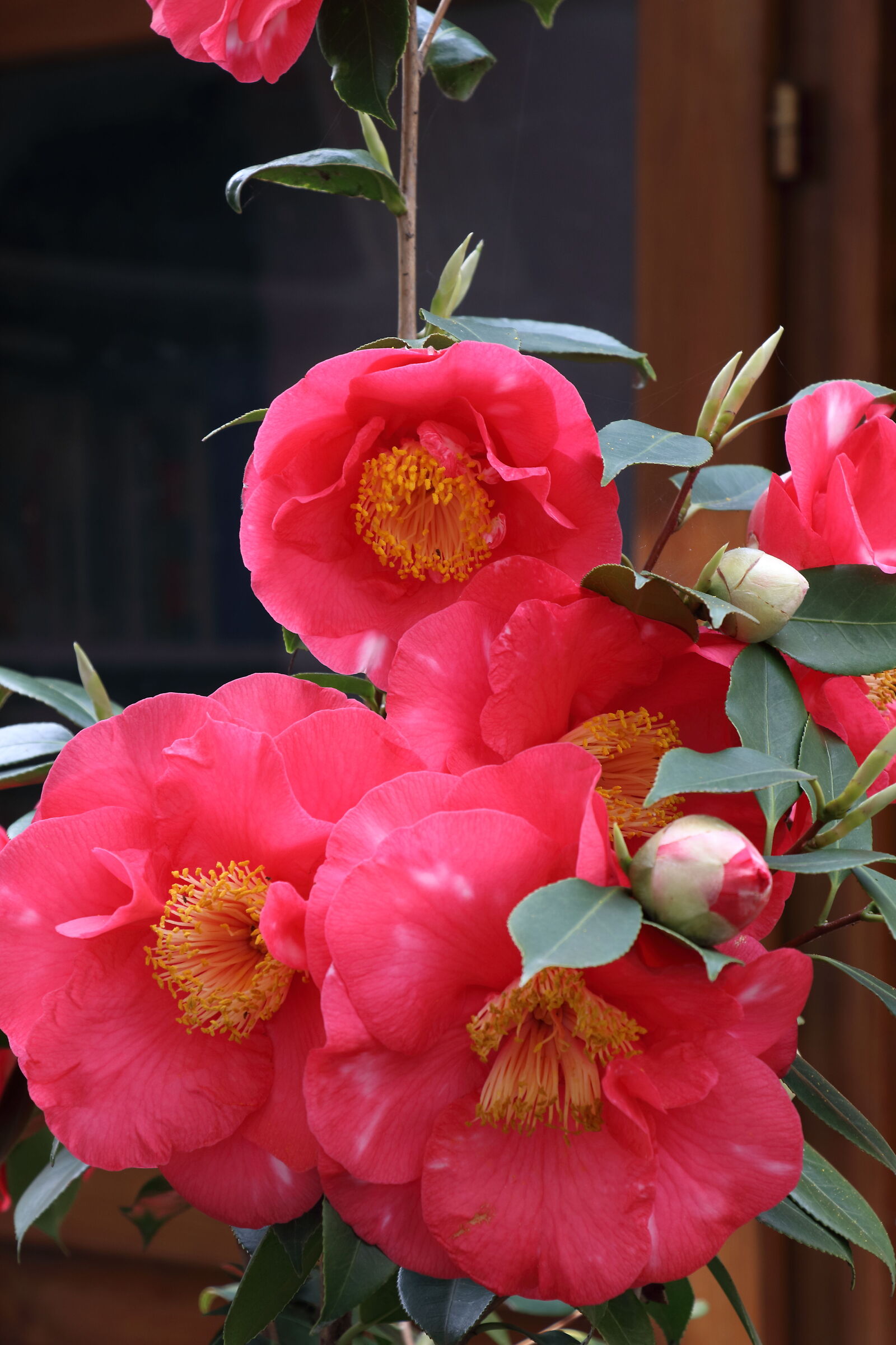 camellia...