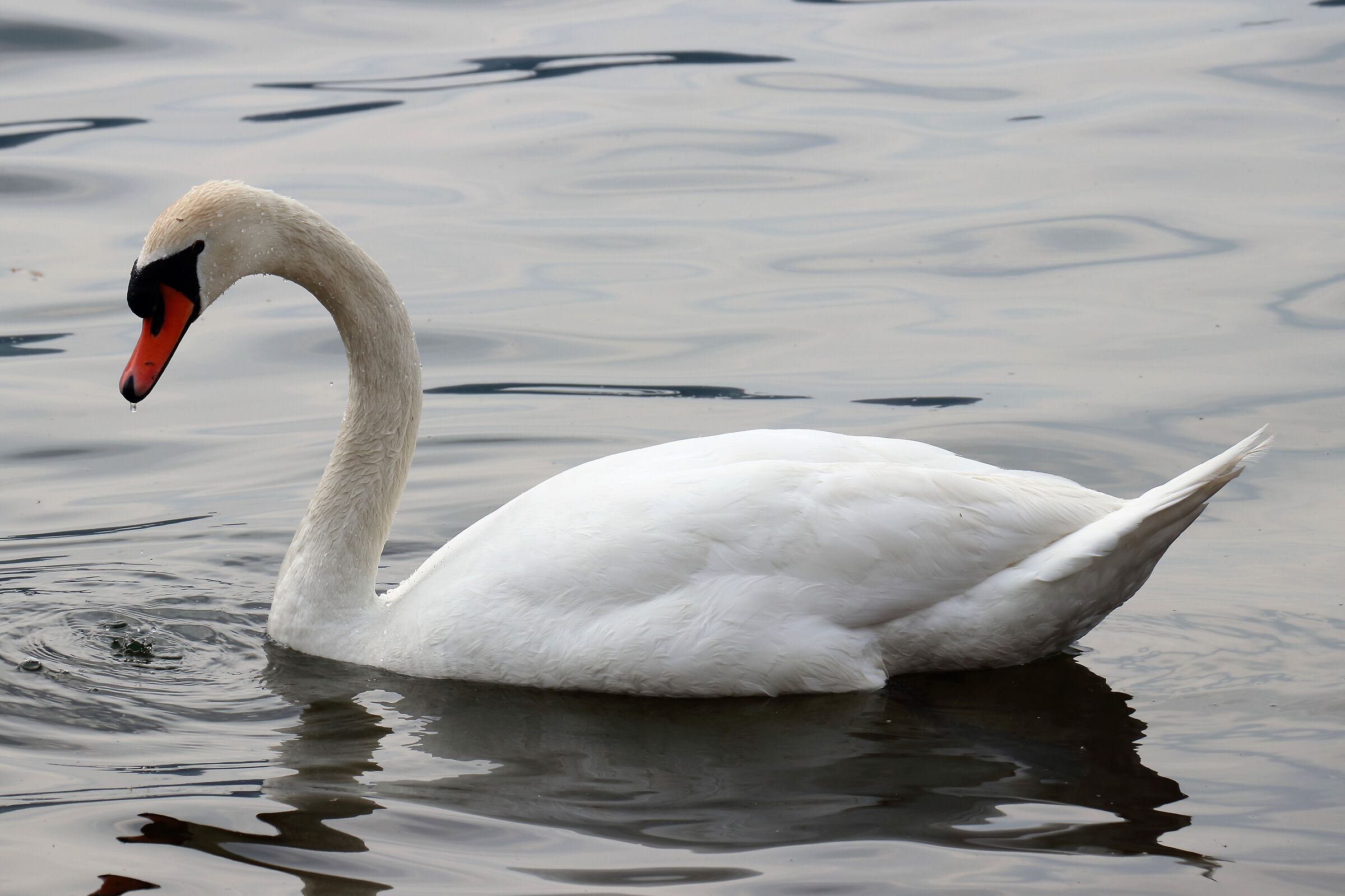 swan...