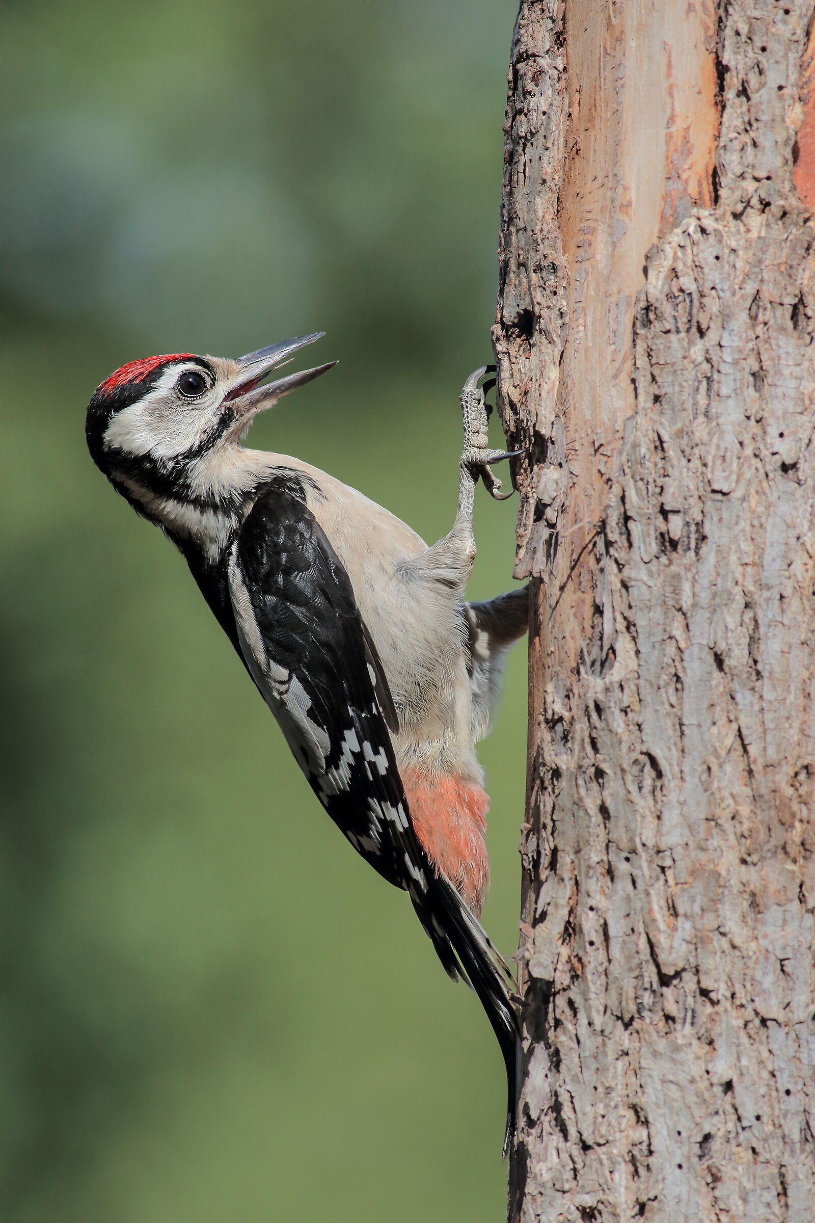 Young great spotted woodpecker ...