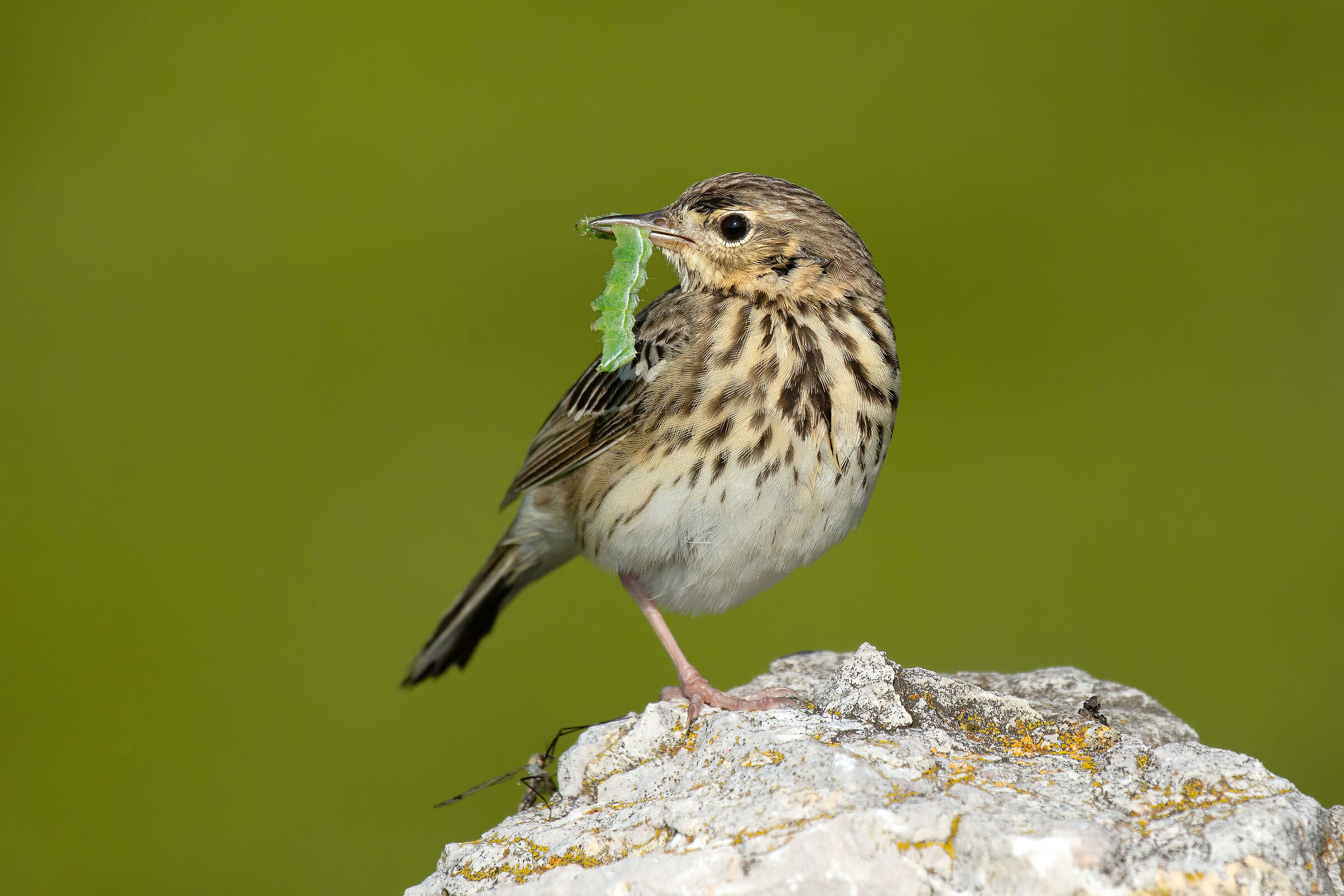 meadow pipit...