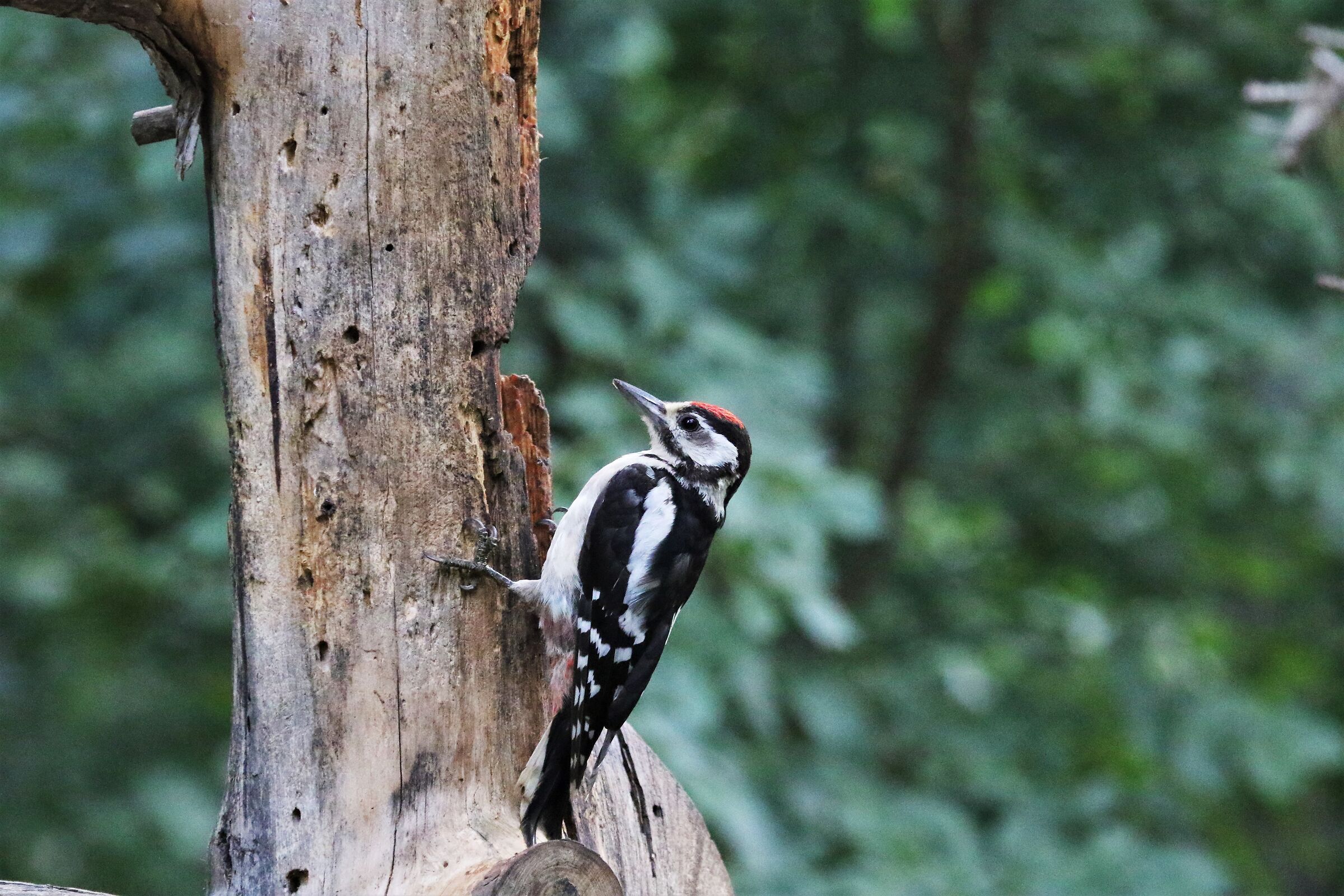 spotted woodpecker...