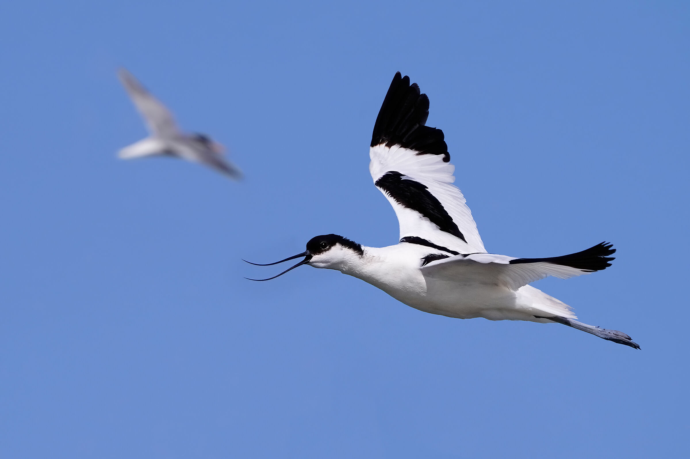 Avocette on the attack...