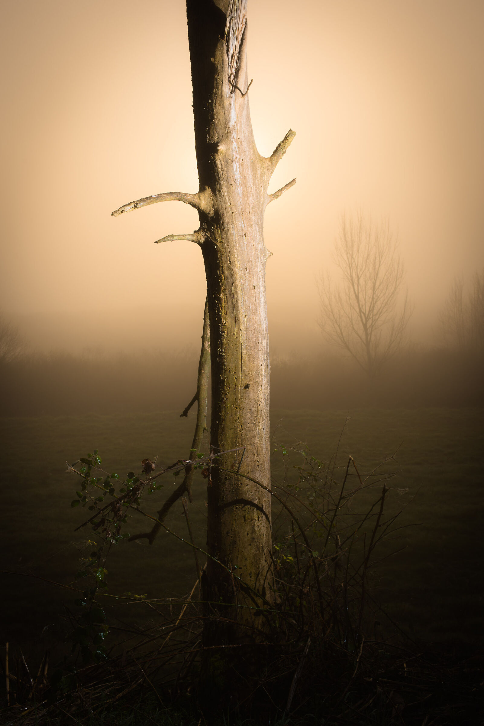 Tree in the fog...