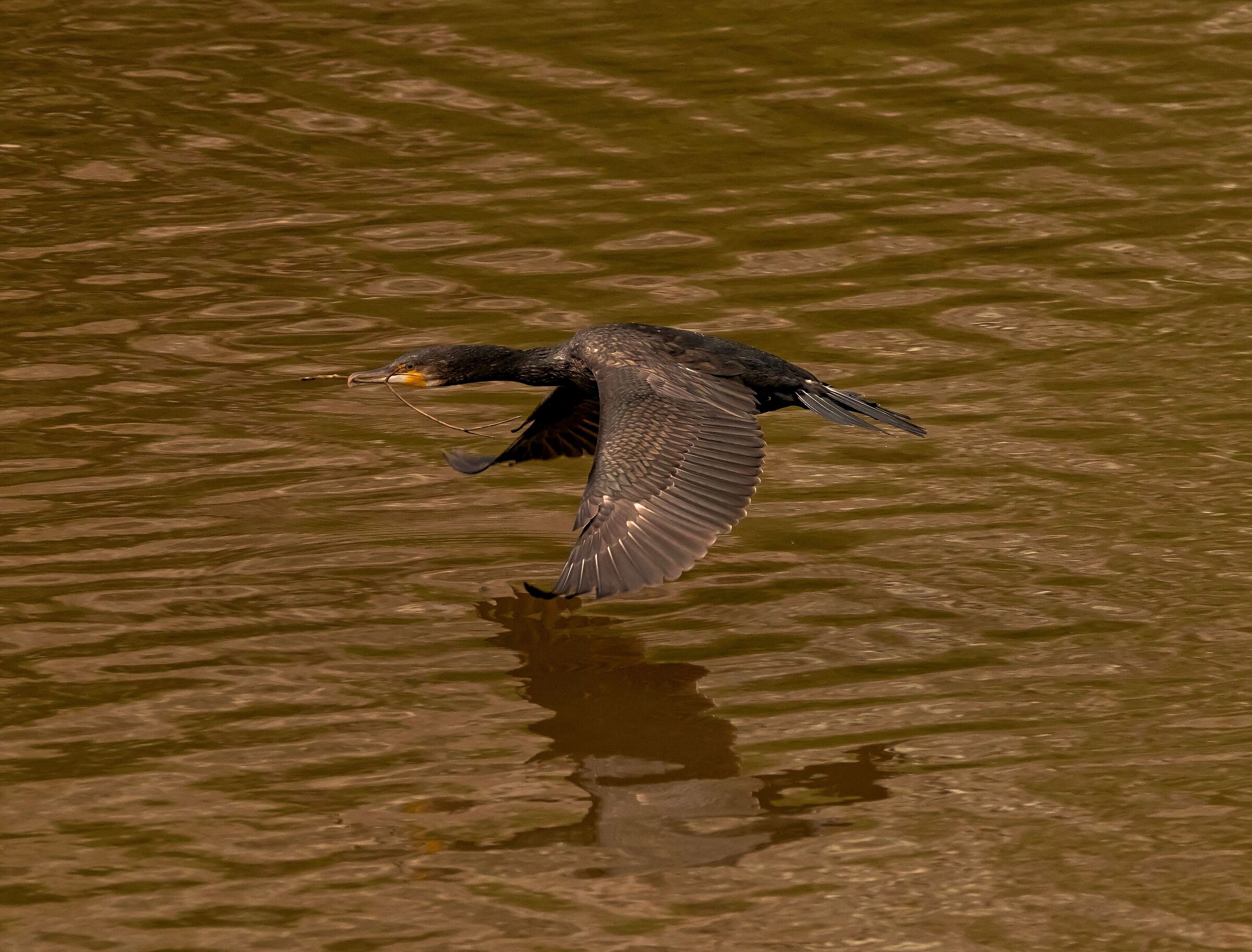 Male cormorant in flight Oasi Baggero 5/08/2021...