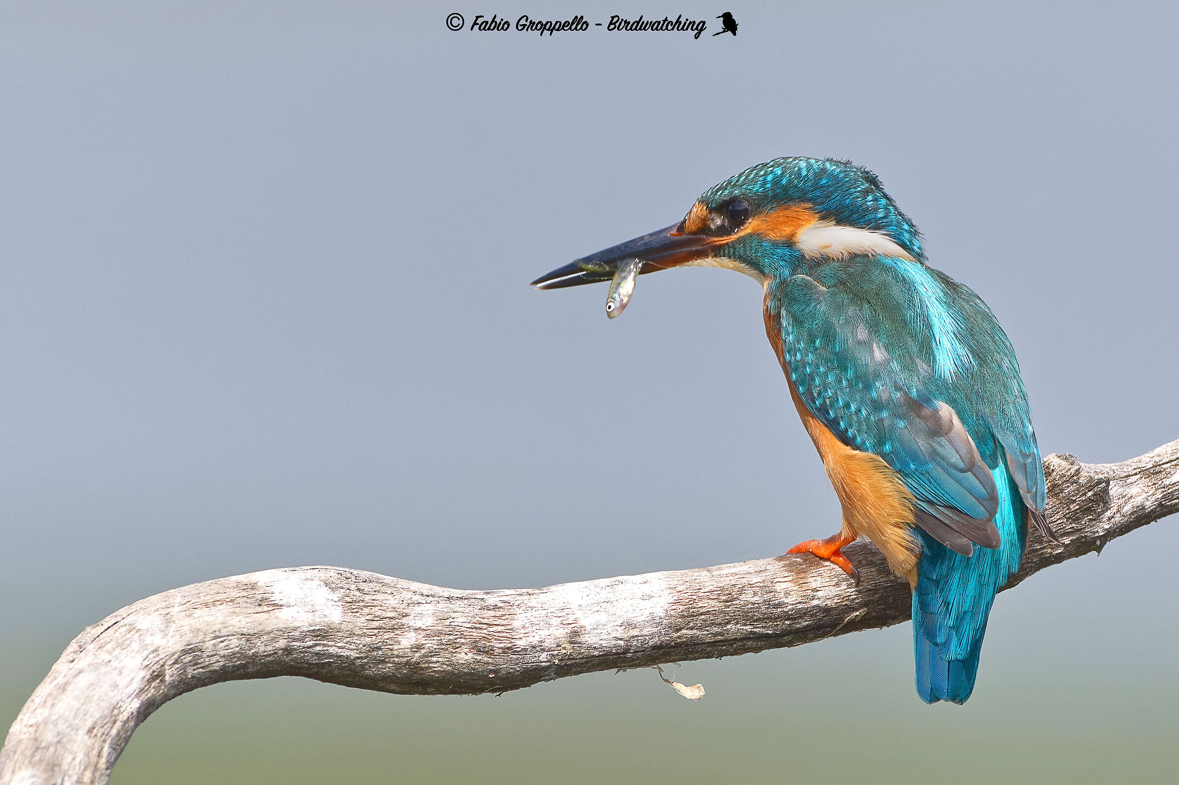 Kingfisher with prey...