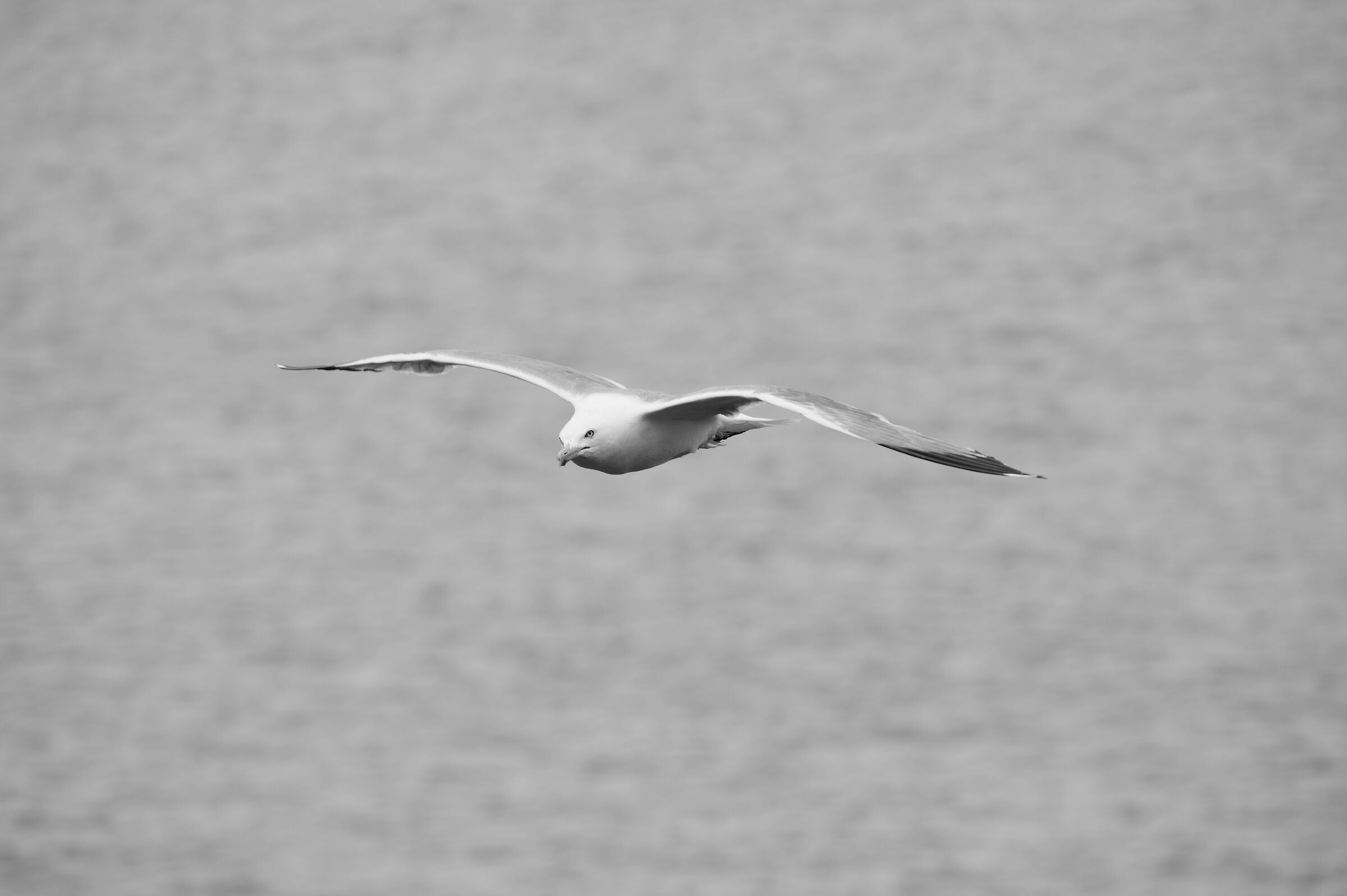 Volo a planare...